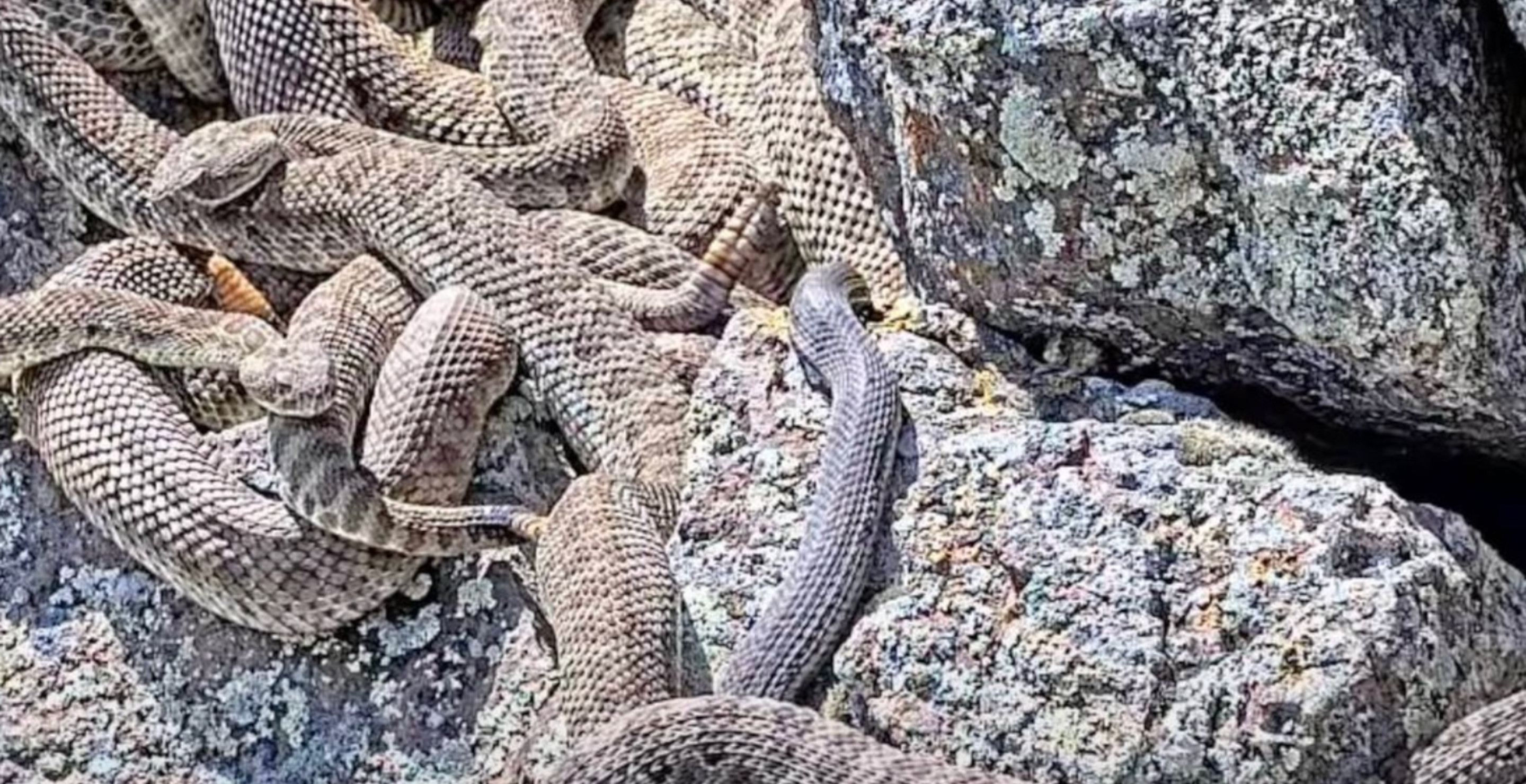 Rattlesnake Cam Shows Inside Massive Mega-Den Of Snakes Via Live Feed