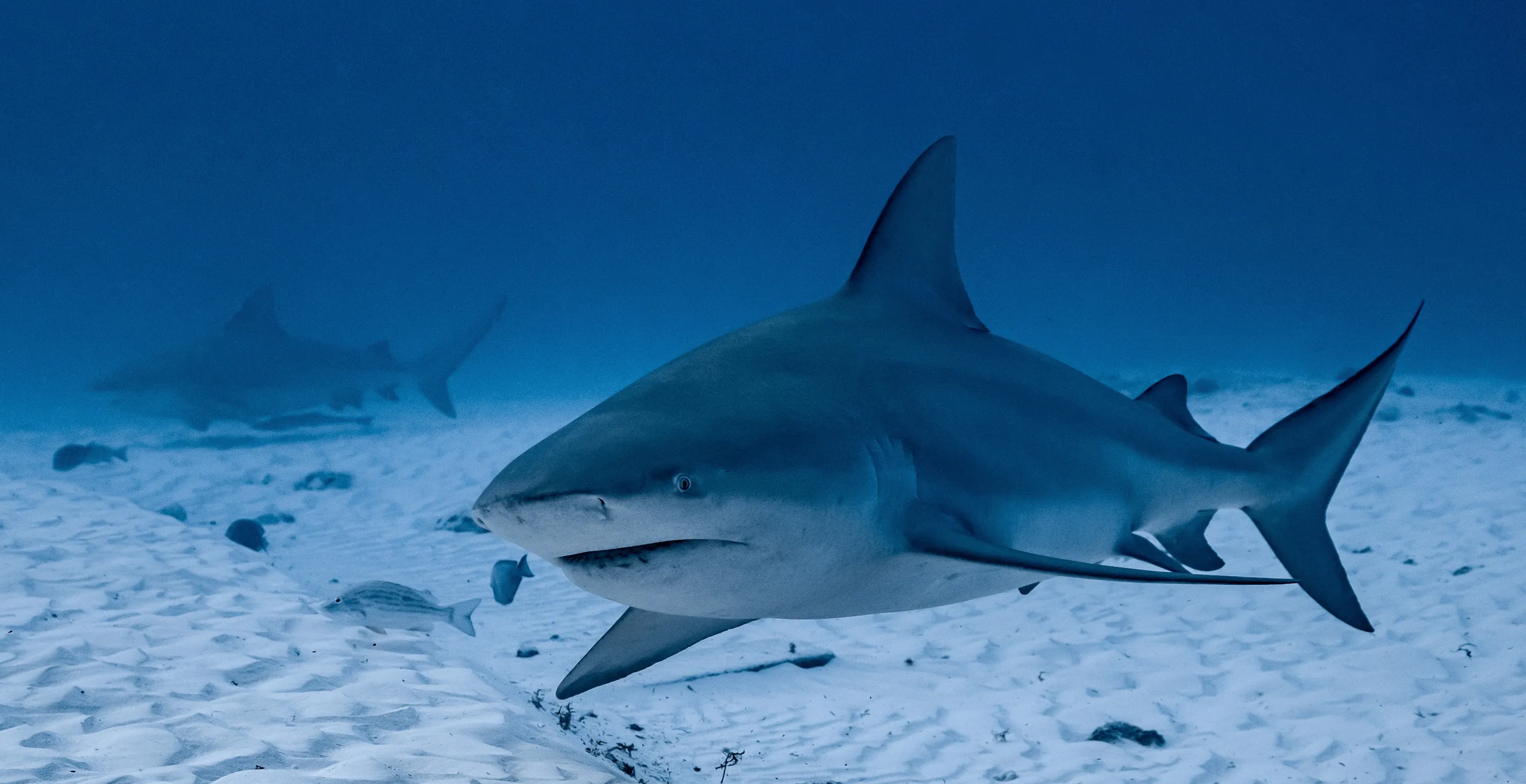 Spearfisherman Saves Friend By Battling Bull Shark Off Key West