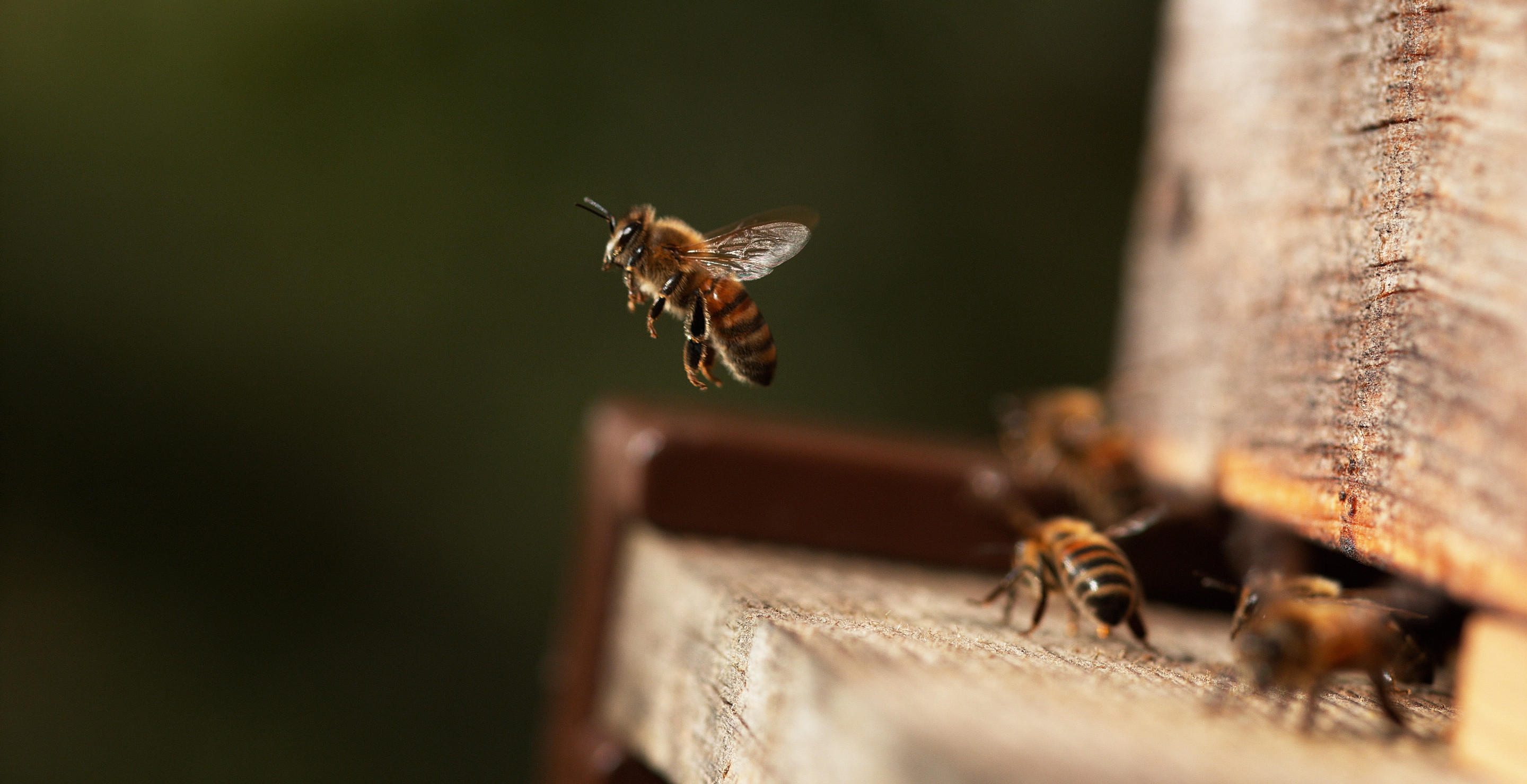 Swarm Of Bees Kill 75-Year-Old Grandfather Working On Ranch