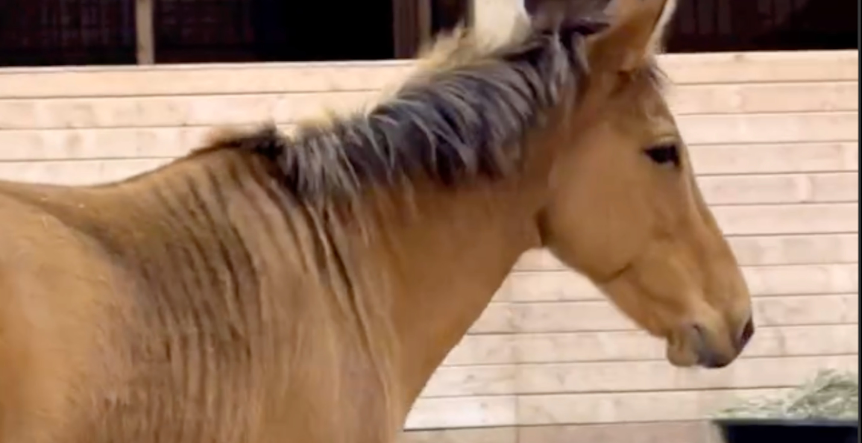 The Internet Is Confused By What Exactly Is A Zorse