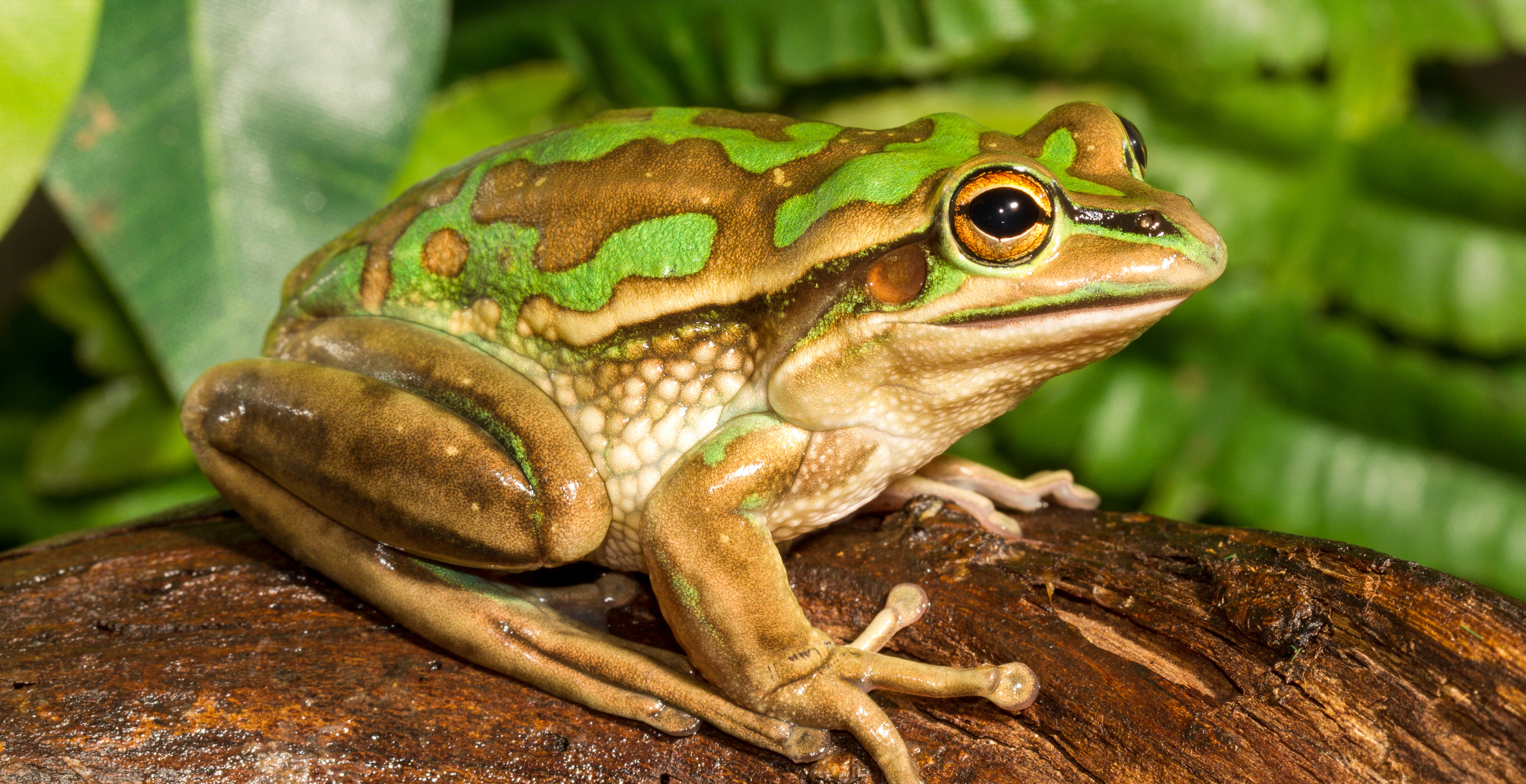 Theory Suggests Female Frogs May Eat Male Frogs After Mating
