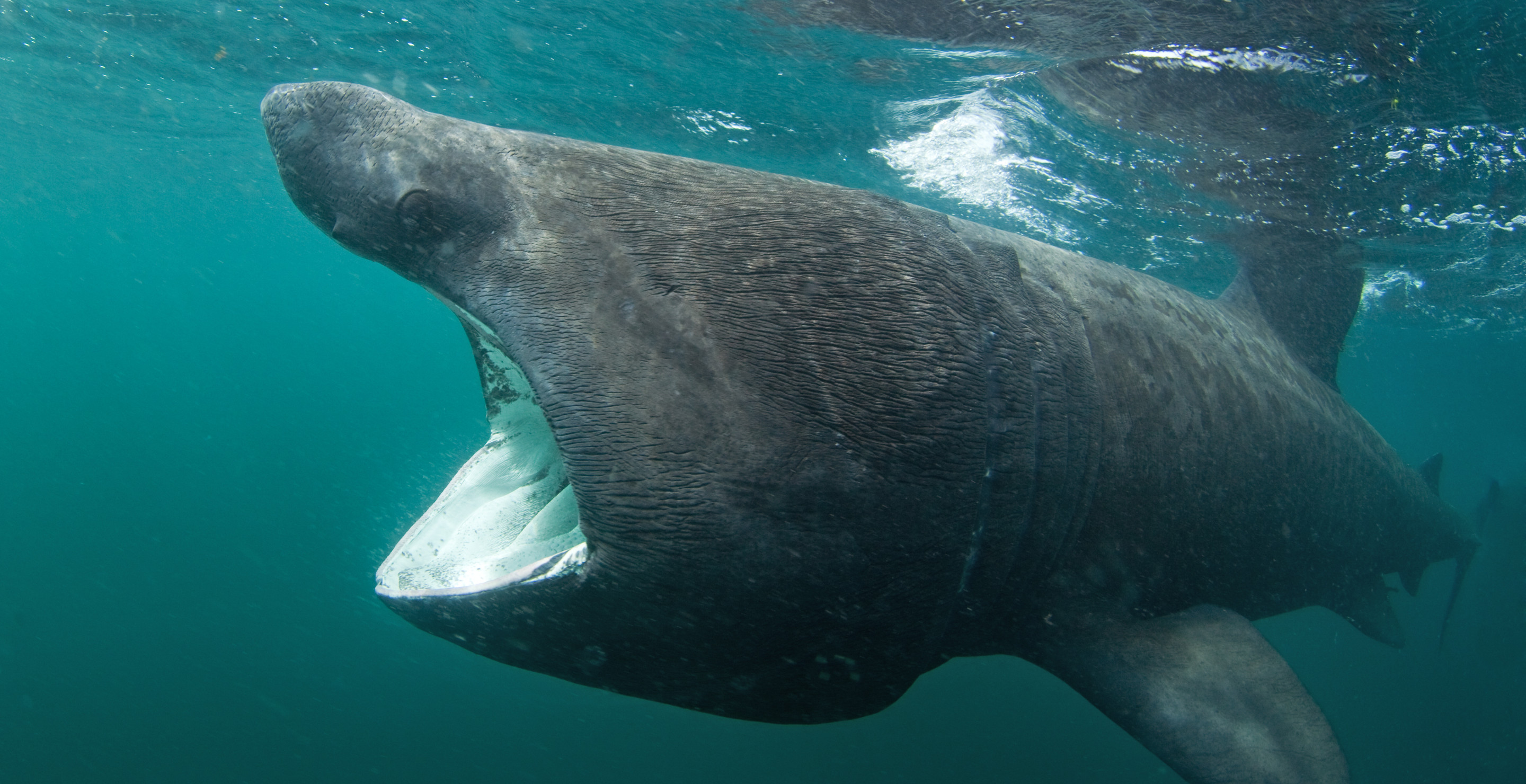 This Dead Shark Is So Massive It Needed A Forklift - Wide Open Spaces