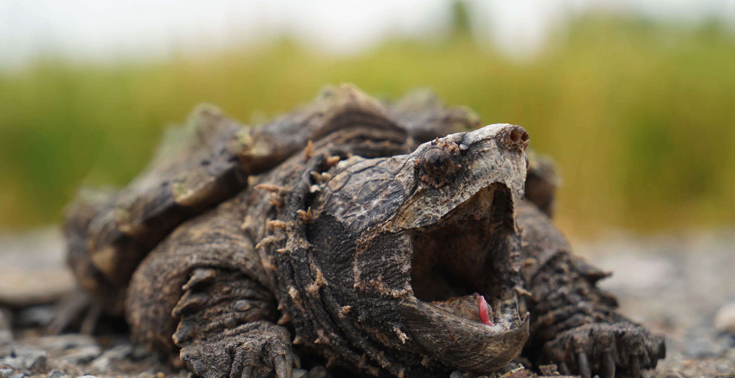 This Prehistoric Looking Snapping Turtle Scared The Daylights Out Of ...