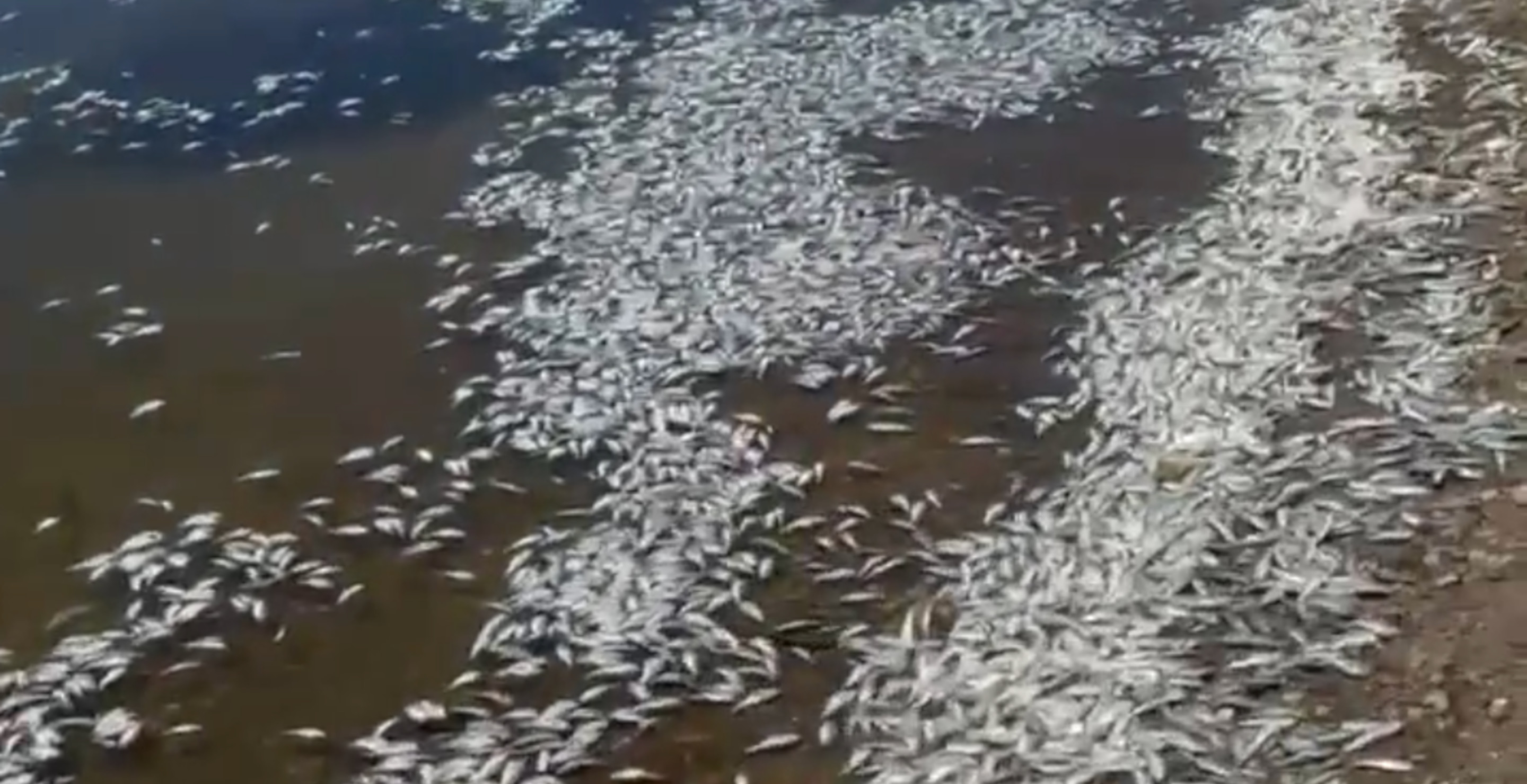 Thousands Of Dead Fish Found Dead In California Lake Has Officials Baffled