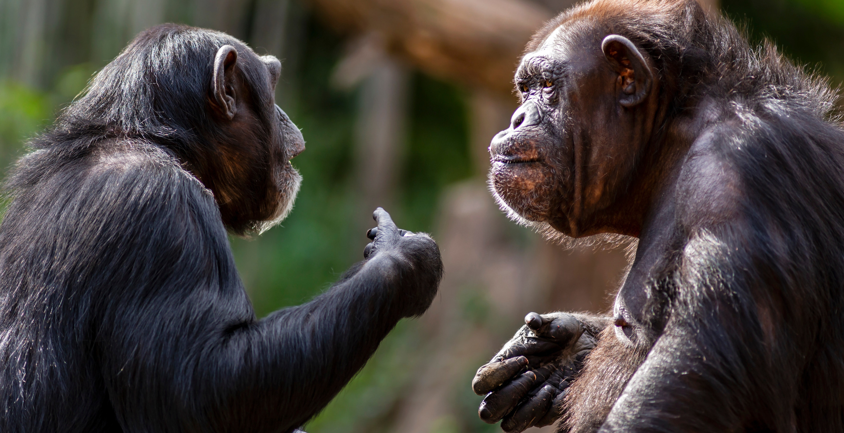 Turns Out, Chimpanzees Have Regional Dialects Like Humans