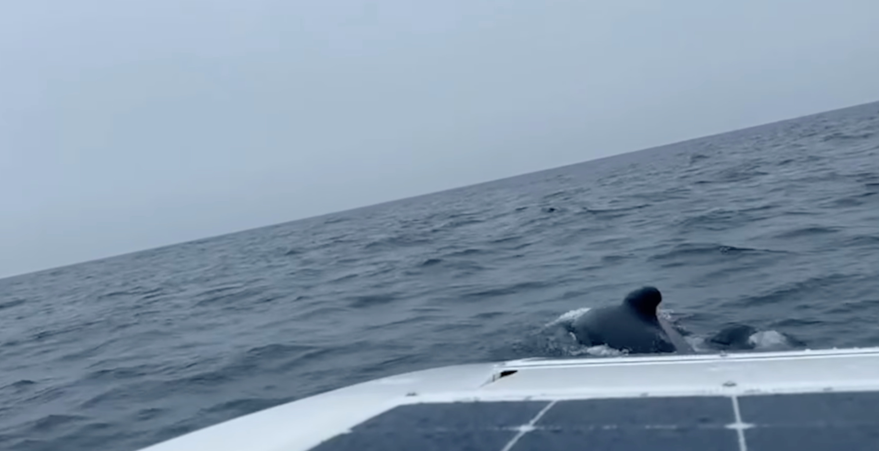 Whales Surround Paddle Boarder In Intense Moment