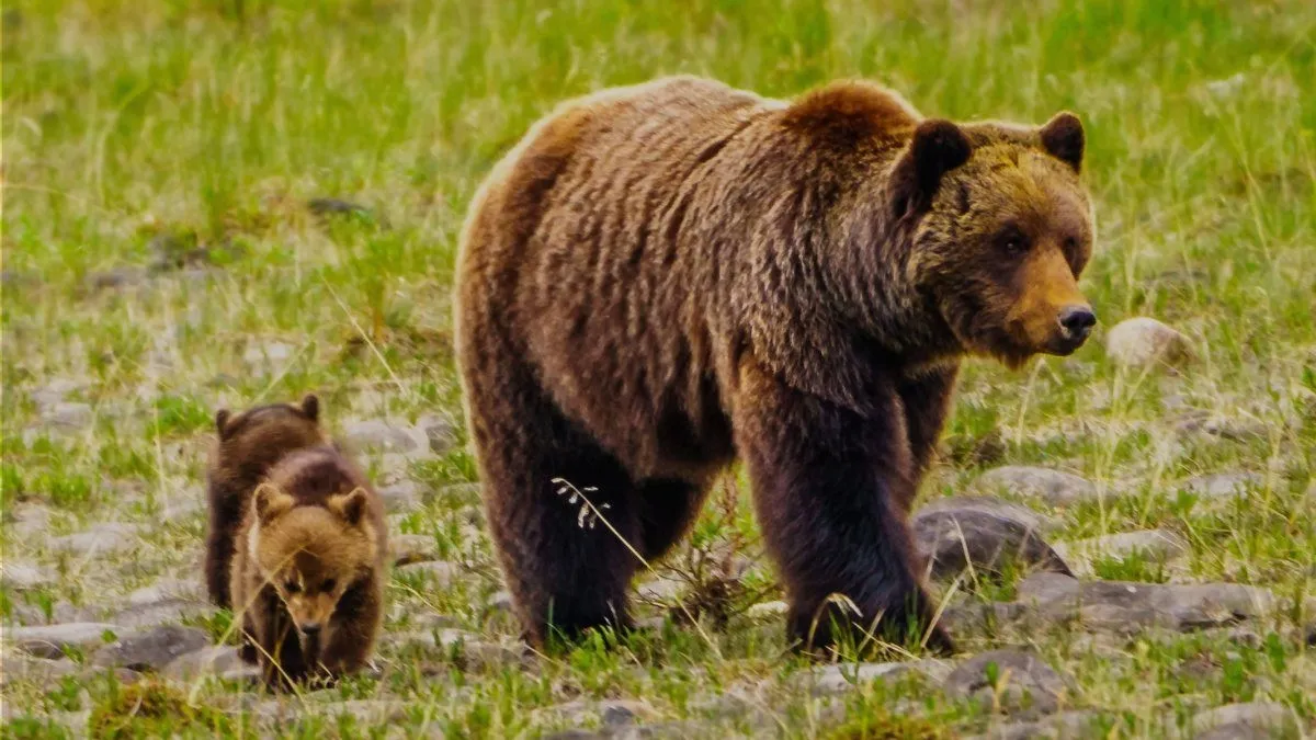 alberta grizzly bear