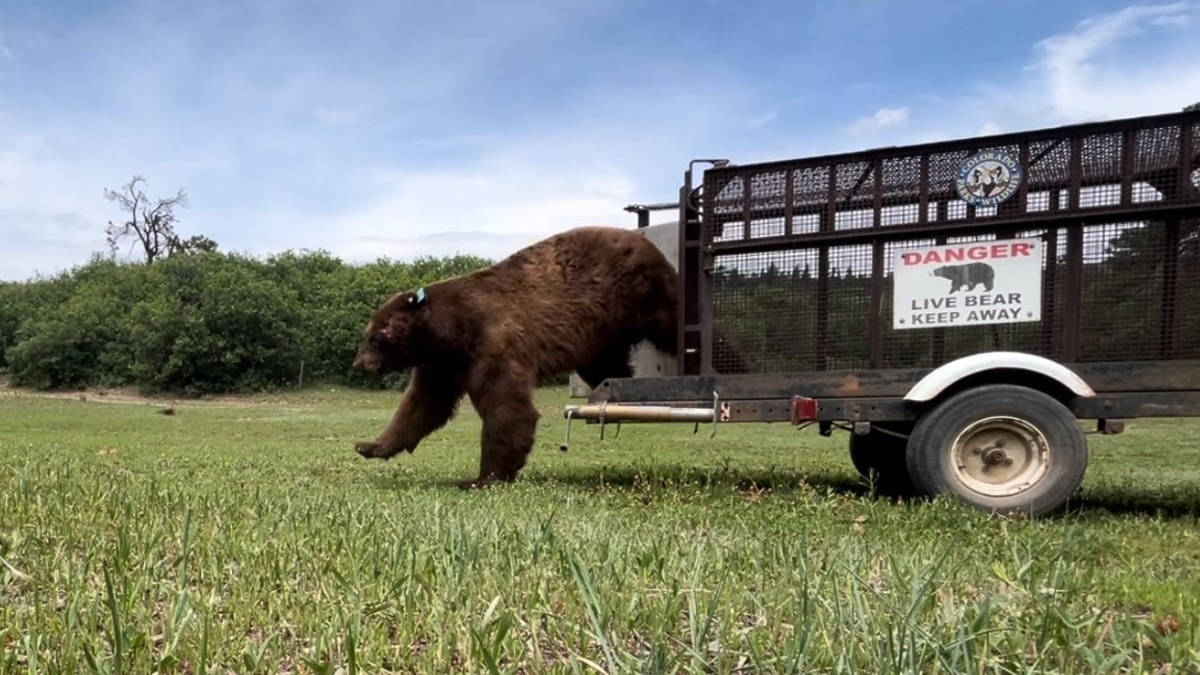 colorado bears