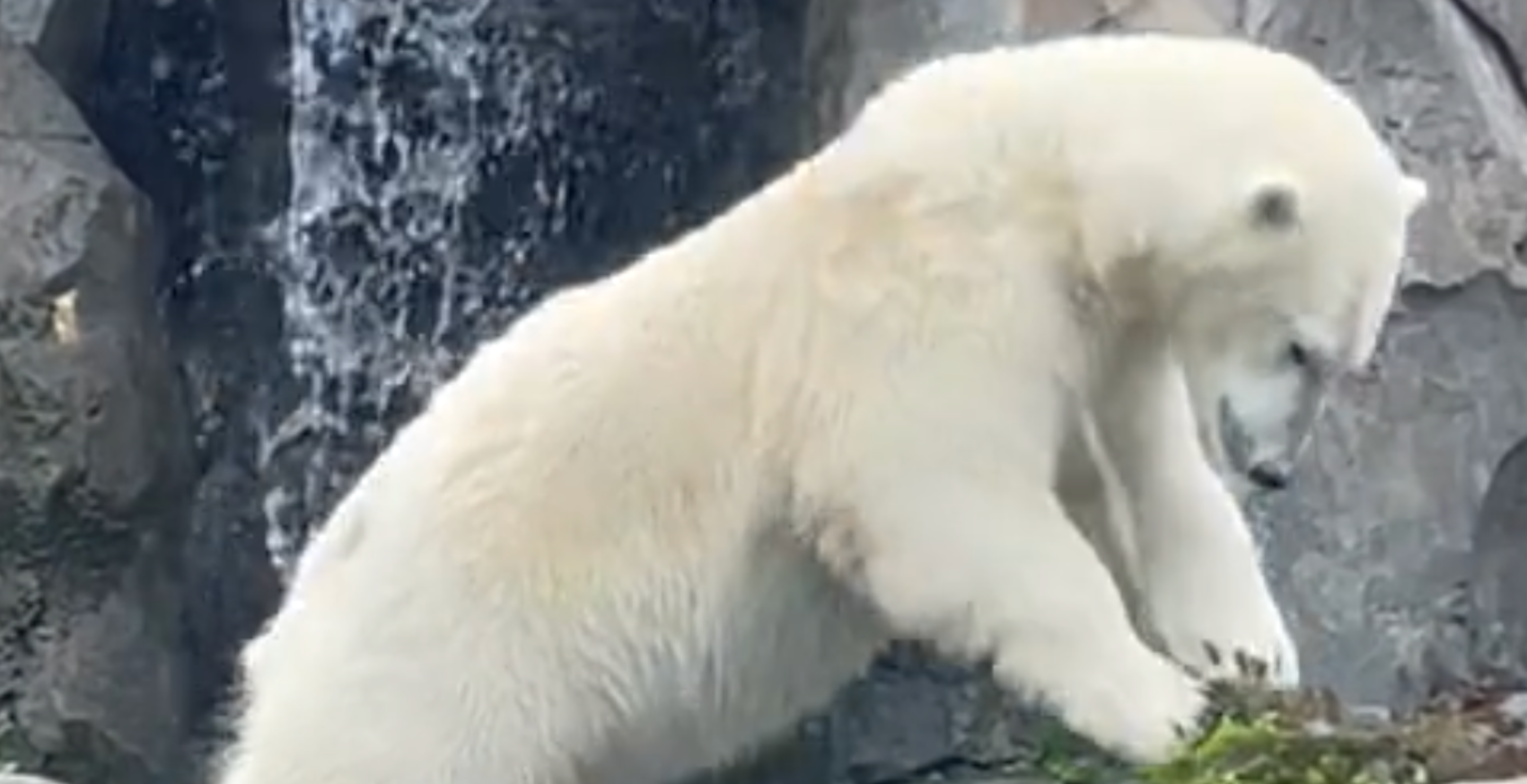 diving polar bear