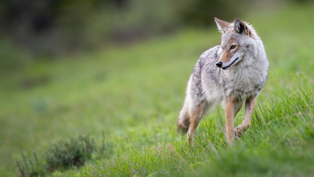 3 coyotes killed after biting 5-year-old at San Francisco Park