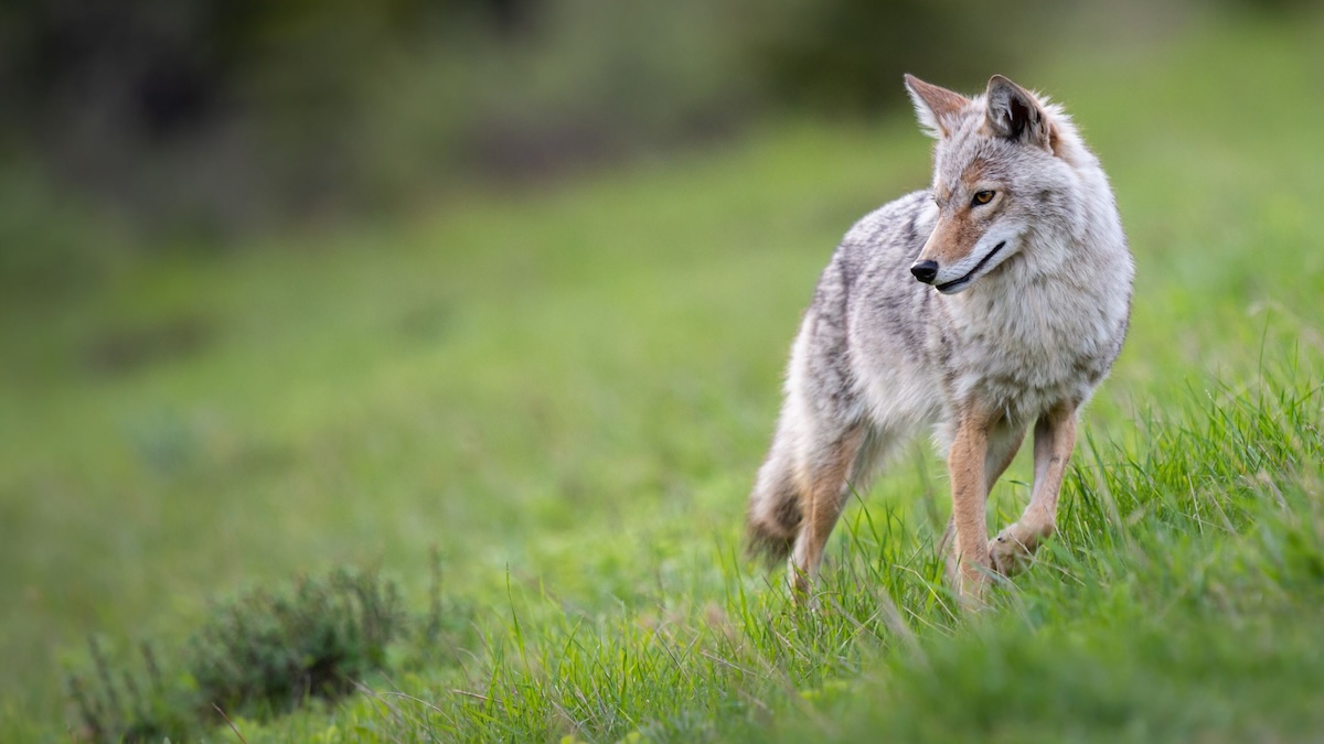 3 coyotes killed after biting 5-year-old at San Francisco Park