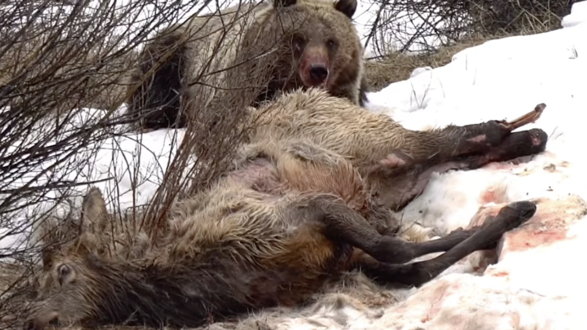 grizzly eats elk alive