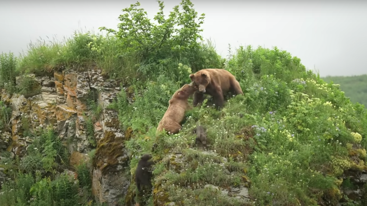 grizzly fight