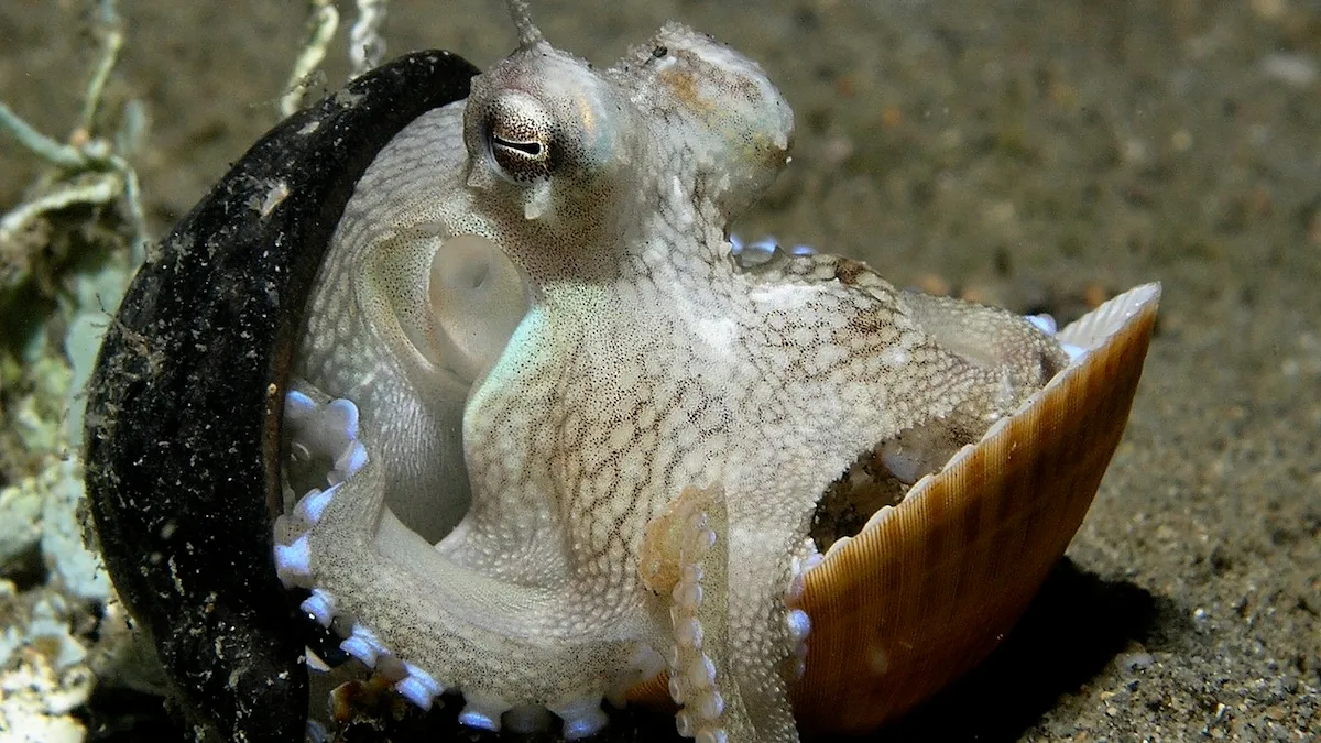 An octopus hiding between two shells.