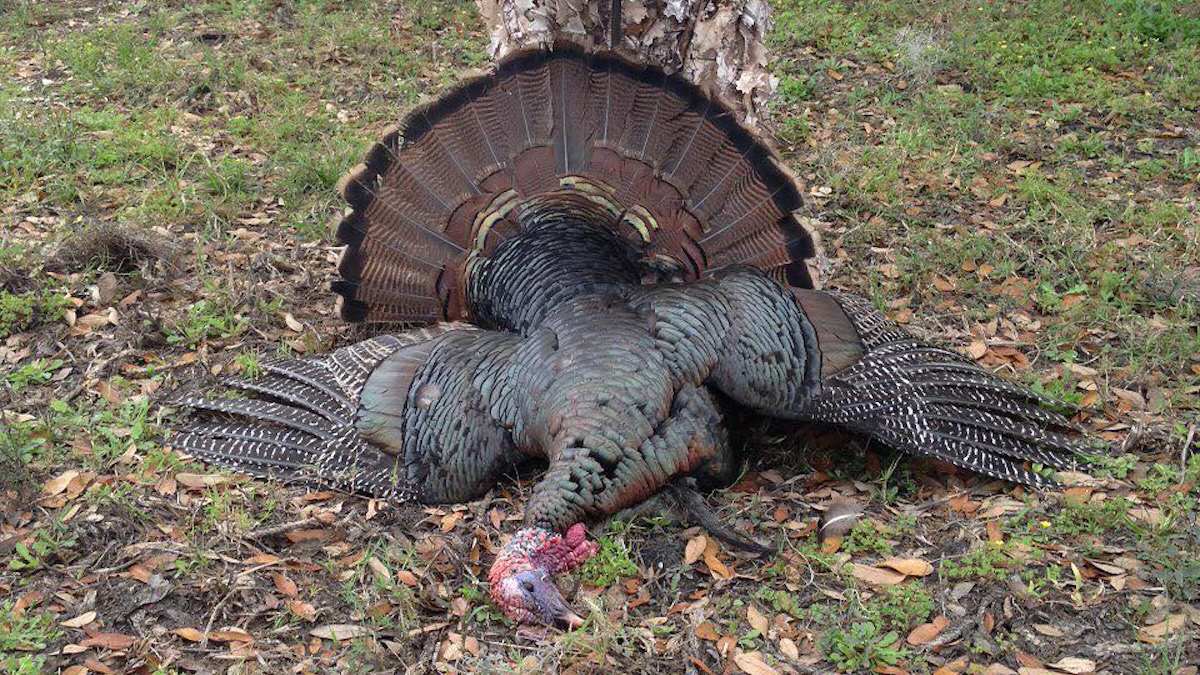 osceola turkey