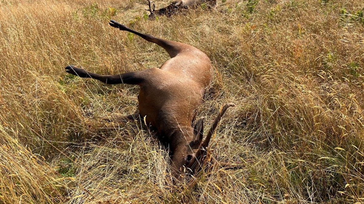 redwood elk