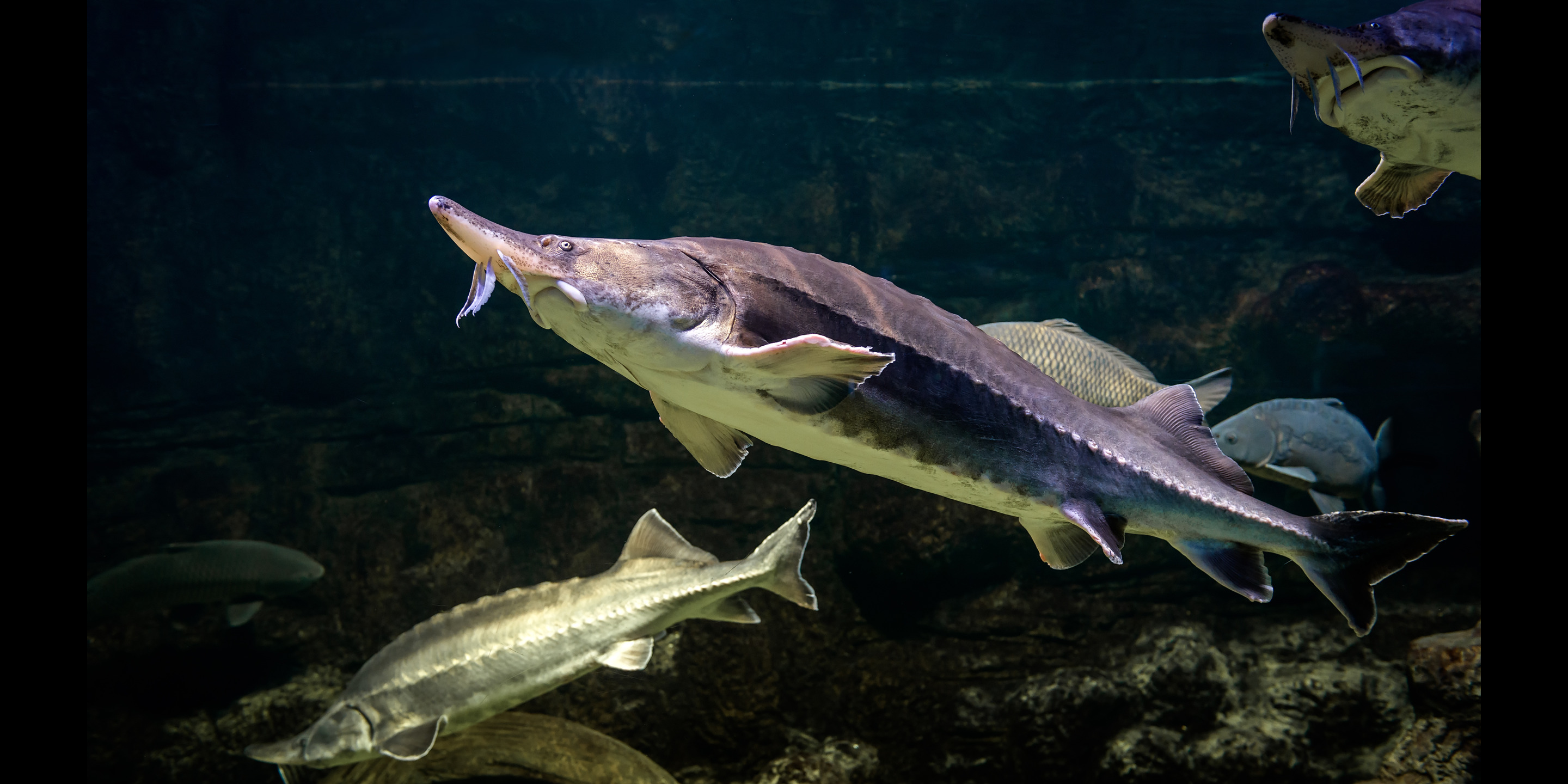 Angler Hooks A Monster Atlantic Sturgeon In Hudson River