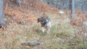 Squirrel Bites Wolf Pup in Adorably Violent Video - Wide Open Spaces