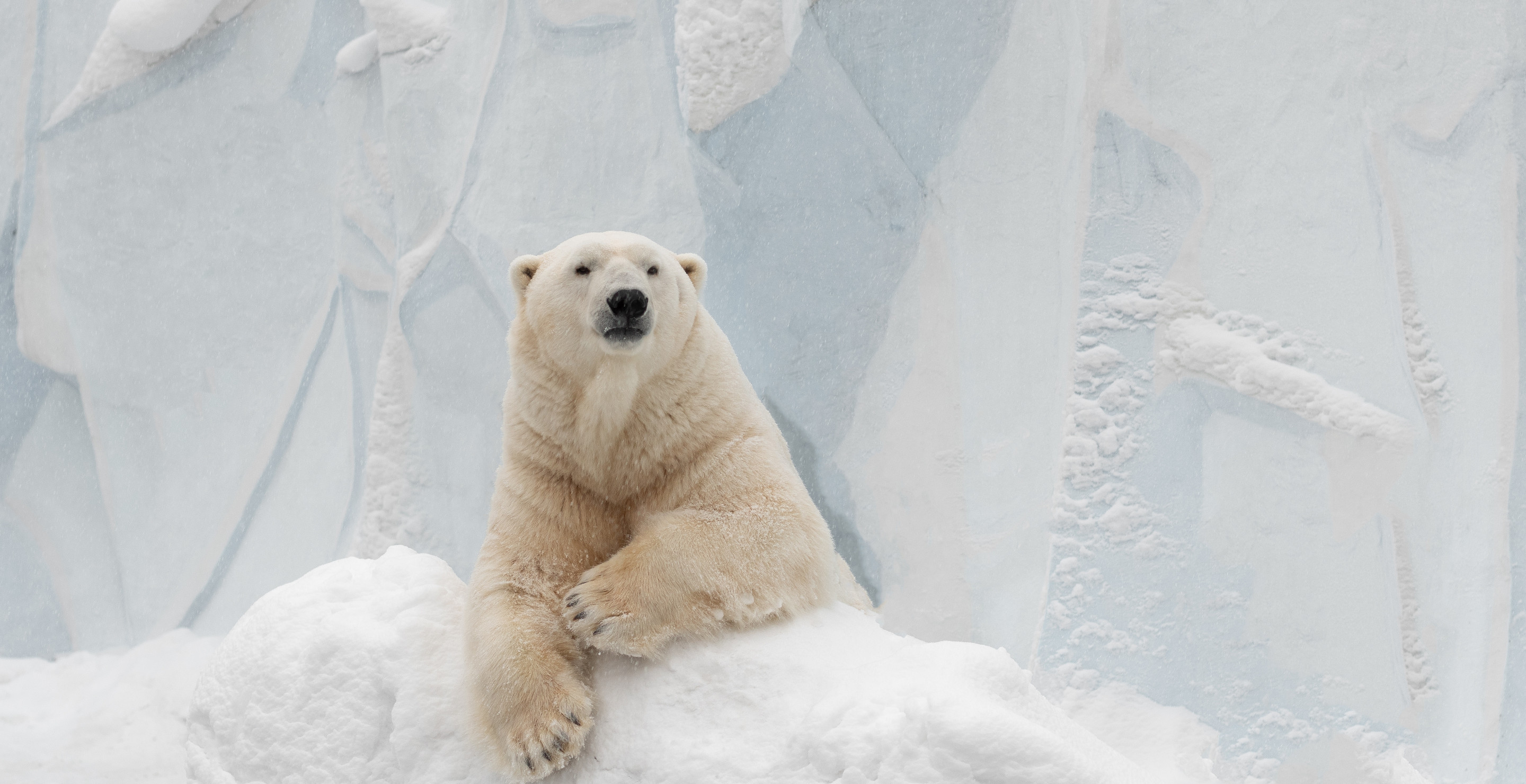 Arctic Radar Station Worker Killed By Two Polar Bears In Rare Attack