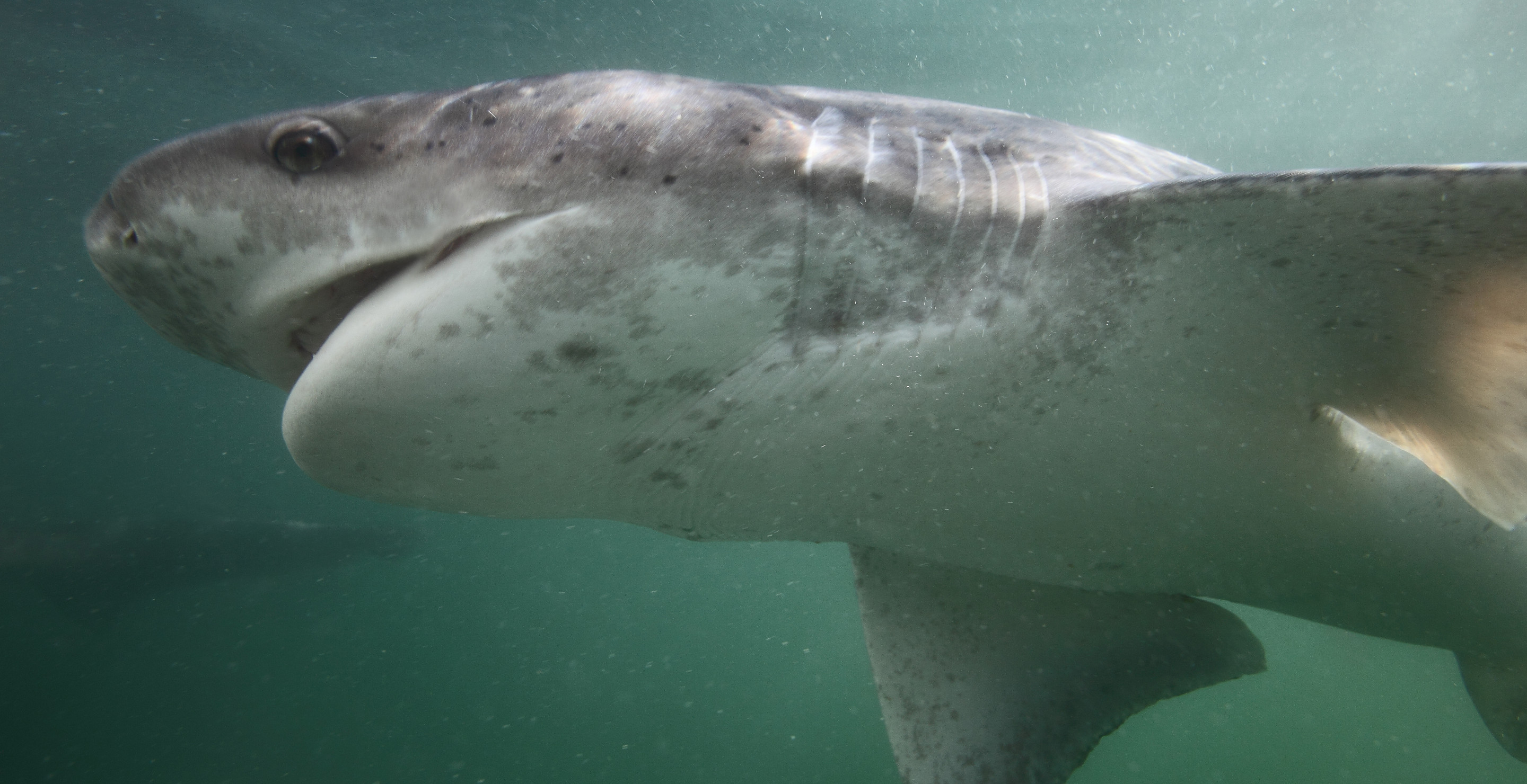 Big Sharks Are Now Invading A Washington Sound Where They've Rarely Been Spotted Before