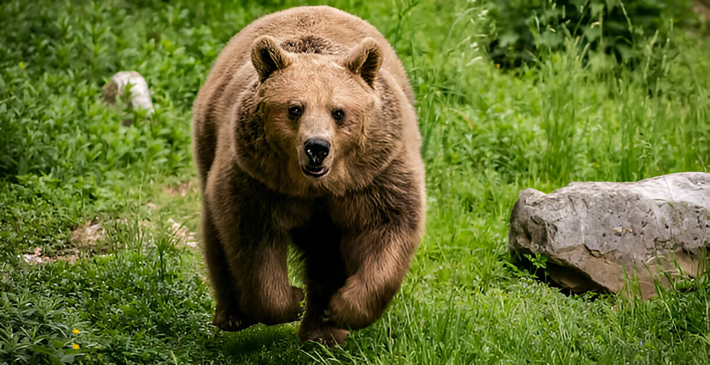 Campground Host Blames Campers For Death Of Beloved Bear