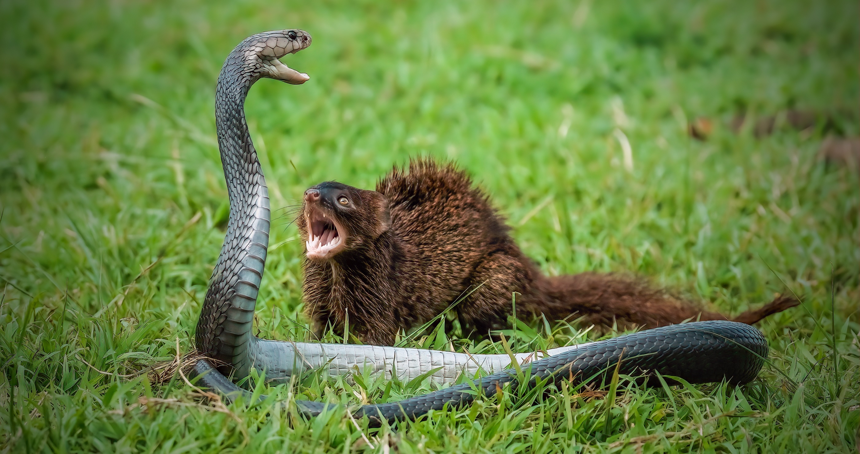 Cobra fights mongoose in epic battle