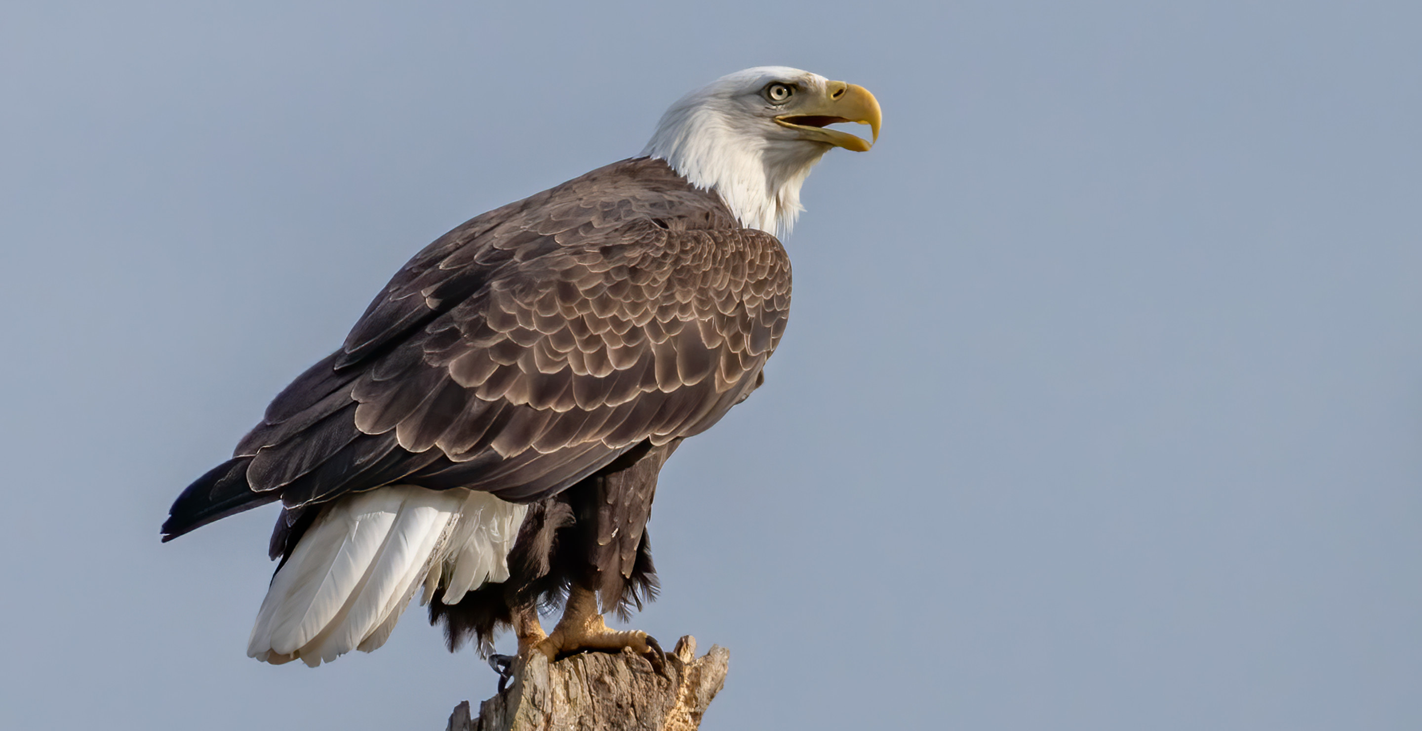 Experts Thought Bald Eagle Was Injured, Turns Out It Was Too Fat To Fly