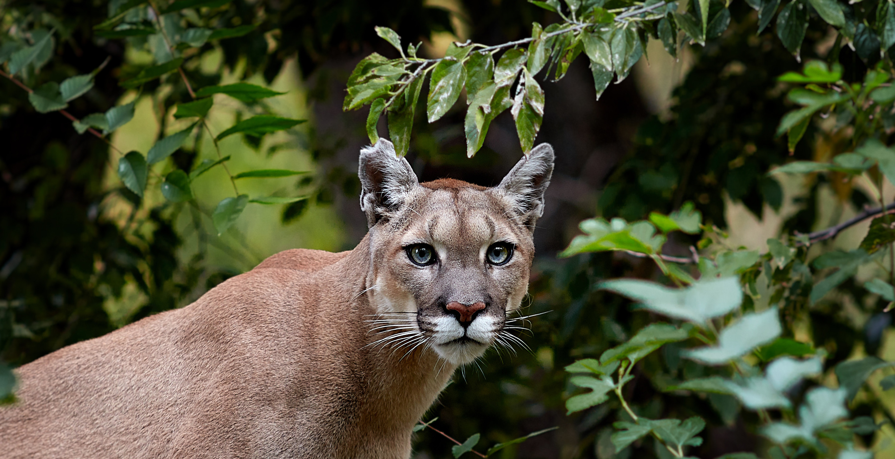 Family Mourns Loss Of Beloved Dog After Mountain Lion Attack