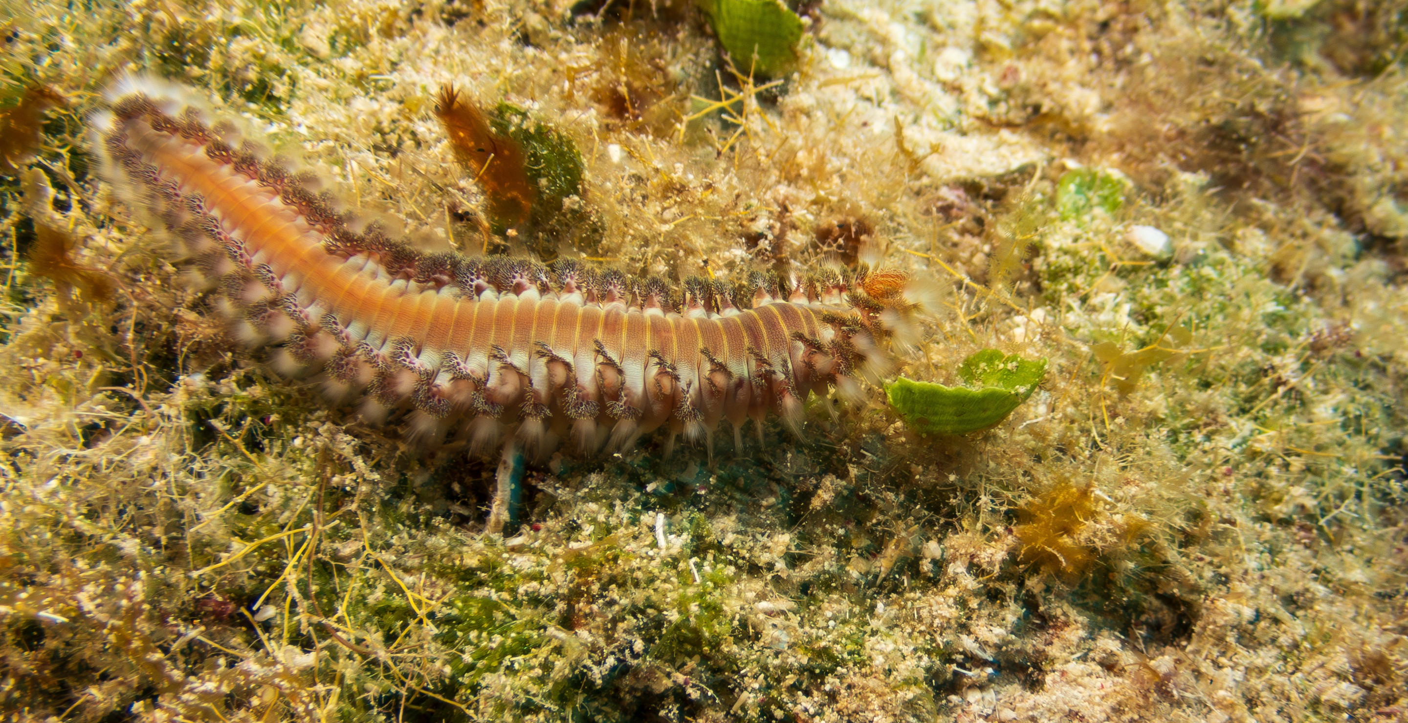 Fireworms Wash Up At Texas Beaches As Researchers Ring Alarm Not To Touch