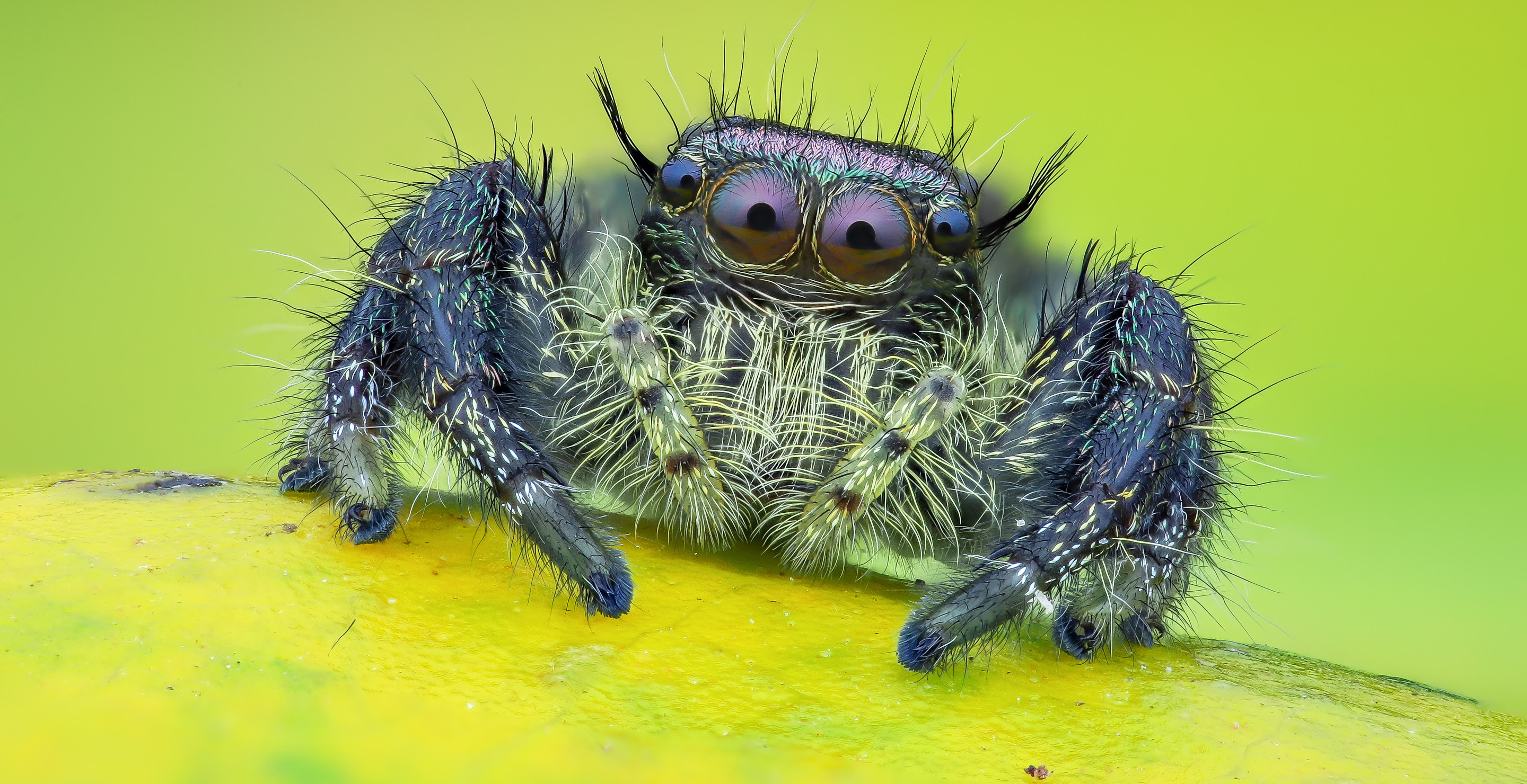 Florida Woman Charged For Allegedly Drowning Roommate's Pet Spider In Soda