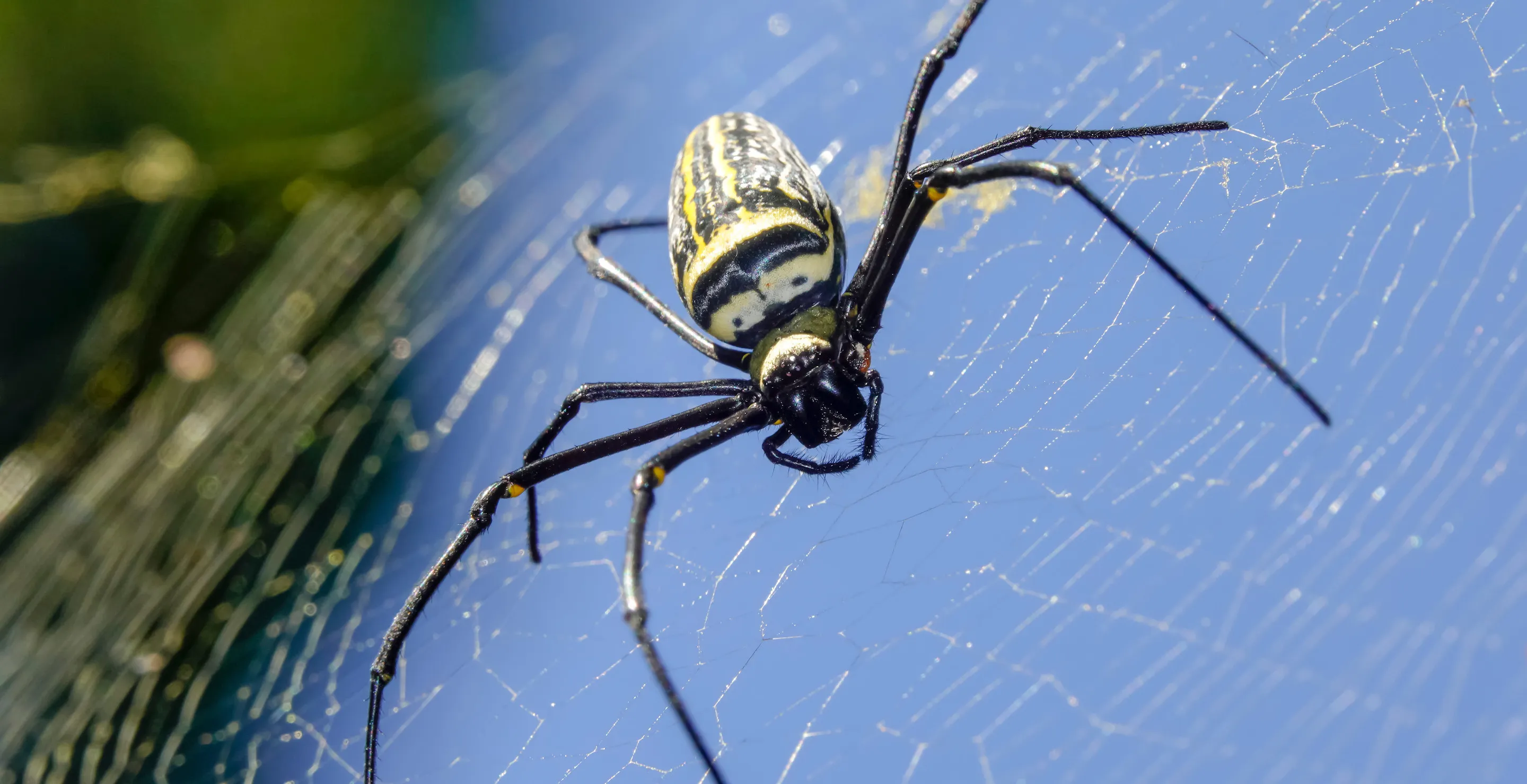 Giant Venomous Spiders Are Spreading Throughout The United States