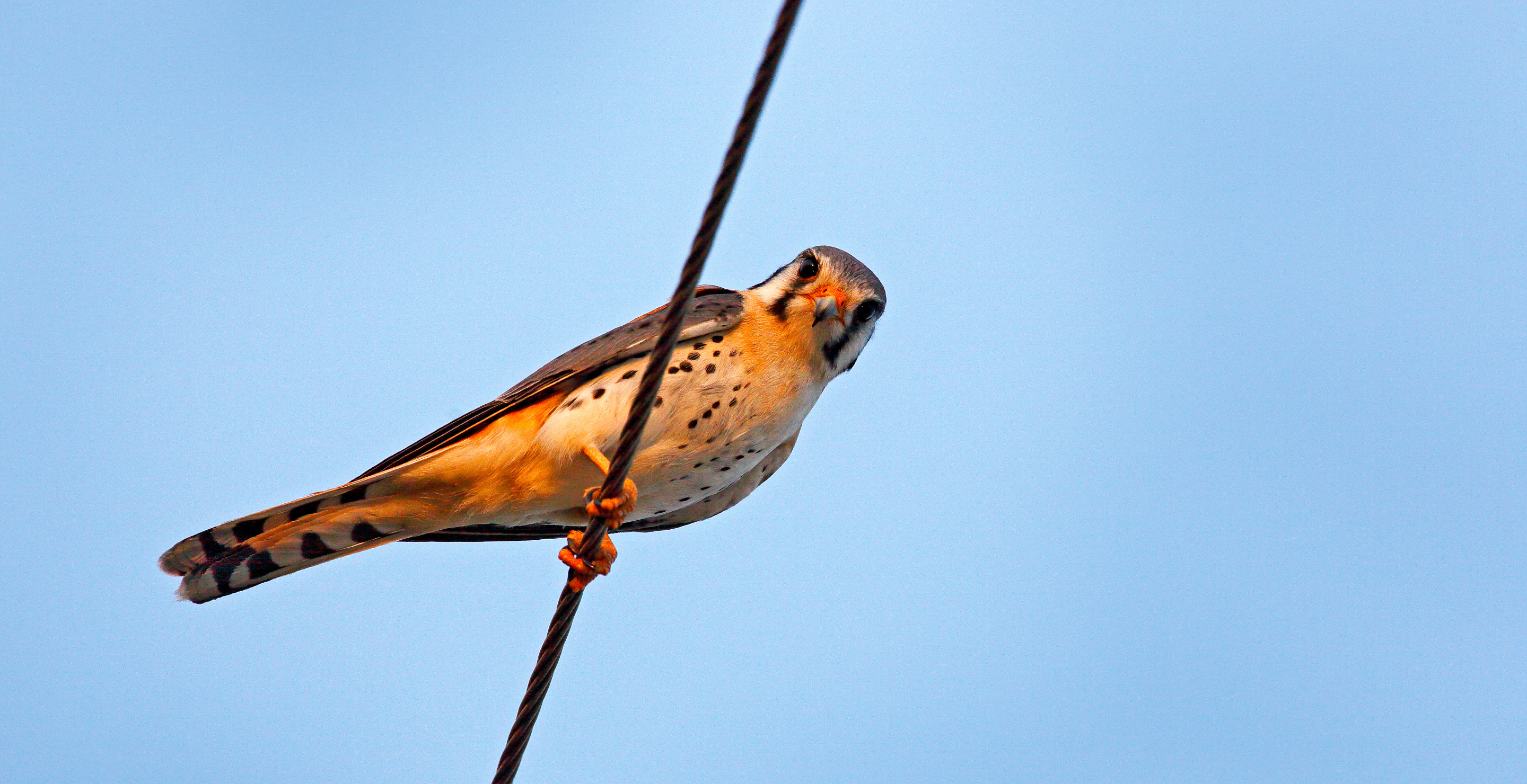 Hapless Bird Hits Power Lines, Electrocutes Self, And Causes A Brush Fire In Colorado