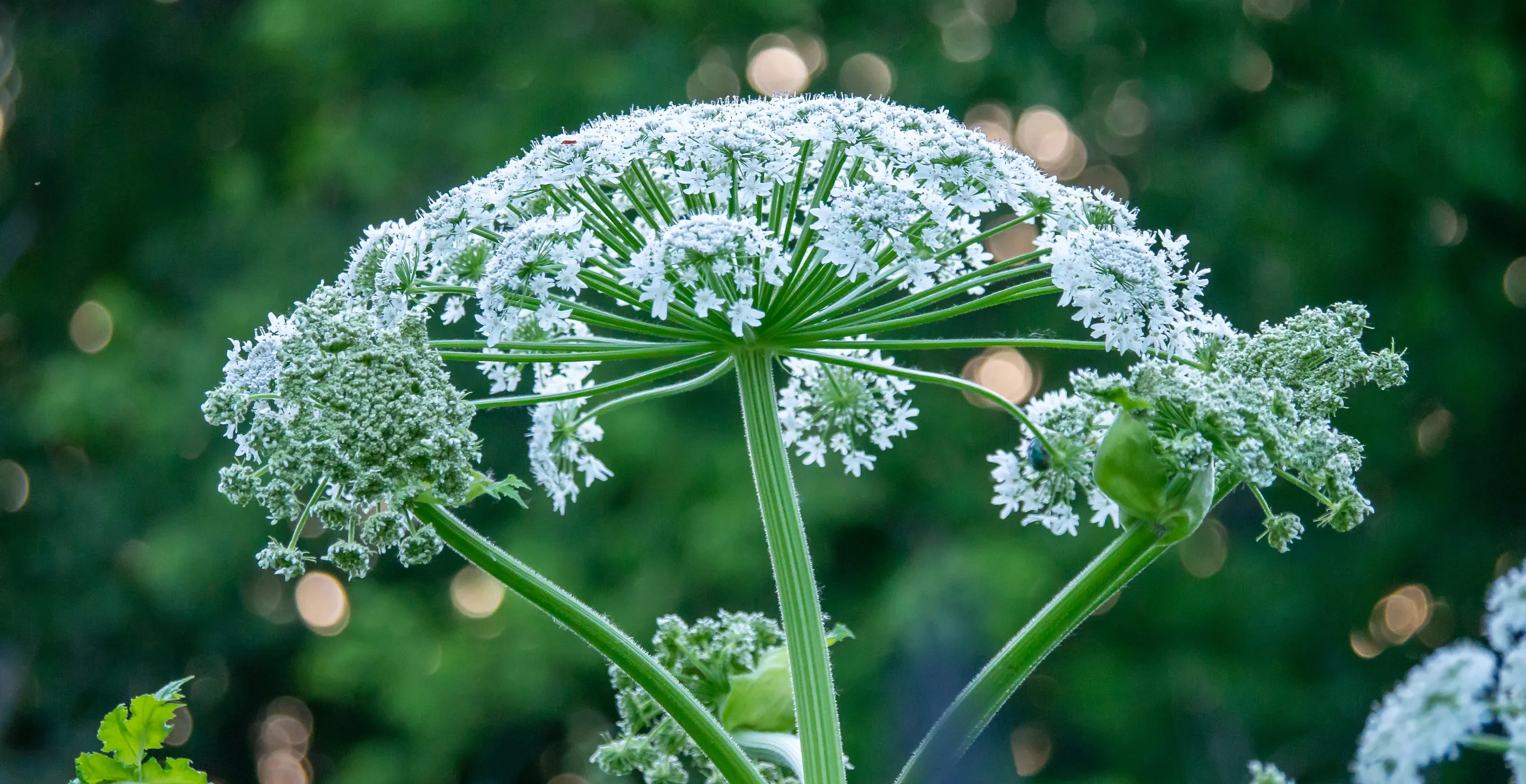 Harmless Looking Plant Causes Severe Third Degree Burns