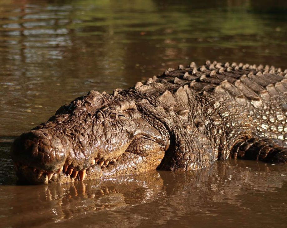 Meet The World's Oldest Crocodile - Wide Open Spaces