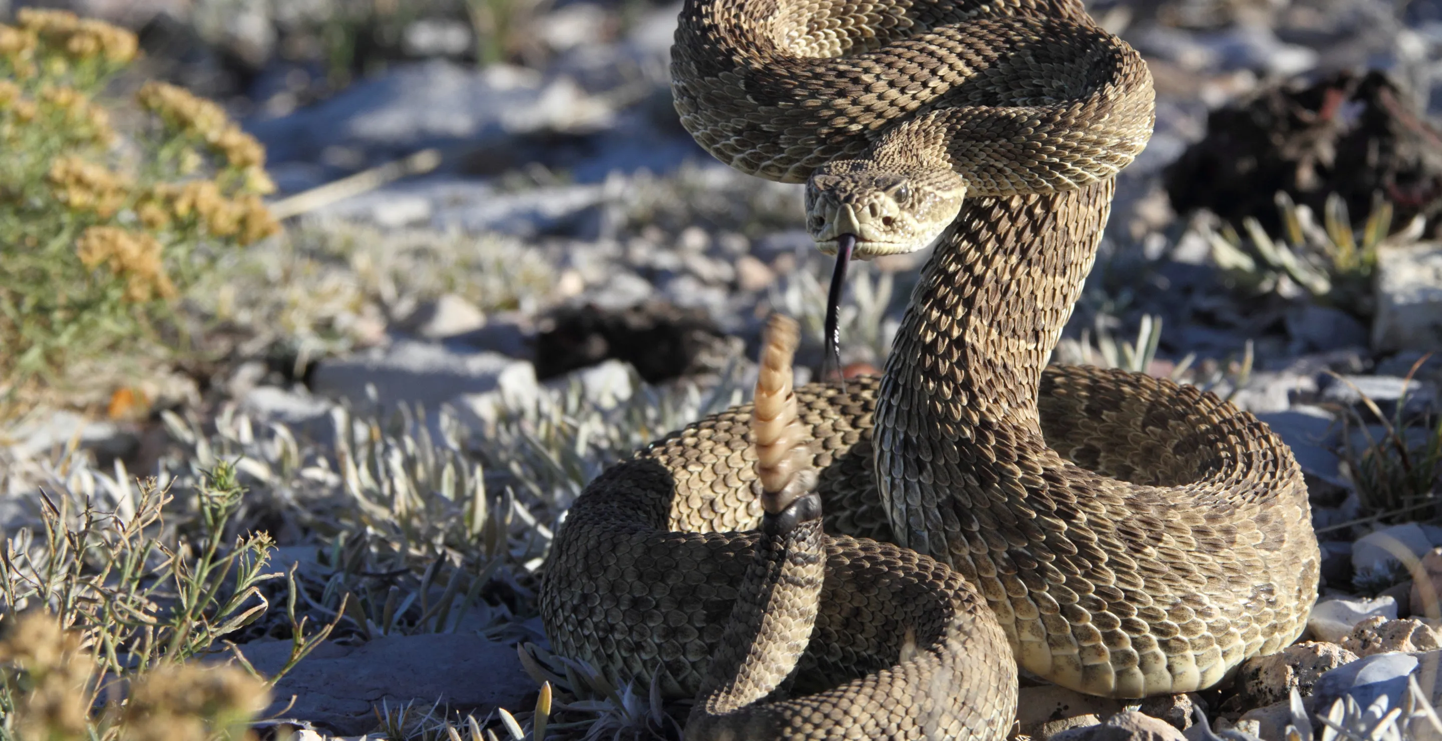 Hiker Captures Rare Video Of Rattlesnakes Fighting