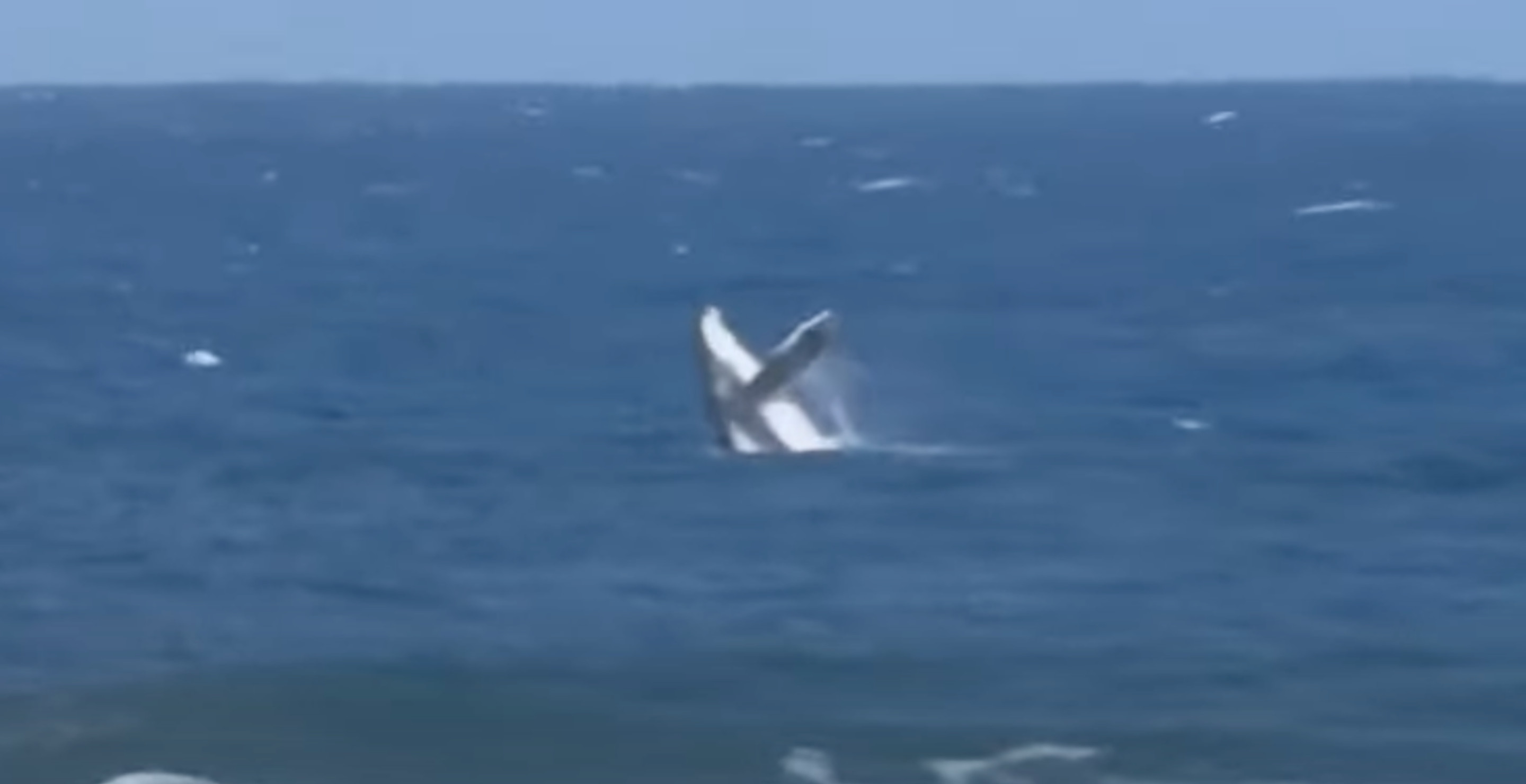 Humpback Whale Crashes Olympic Surfing Event And Puts Competition To ...