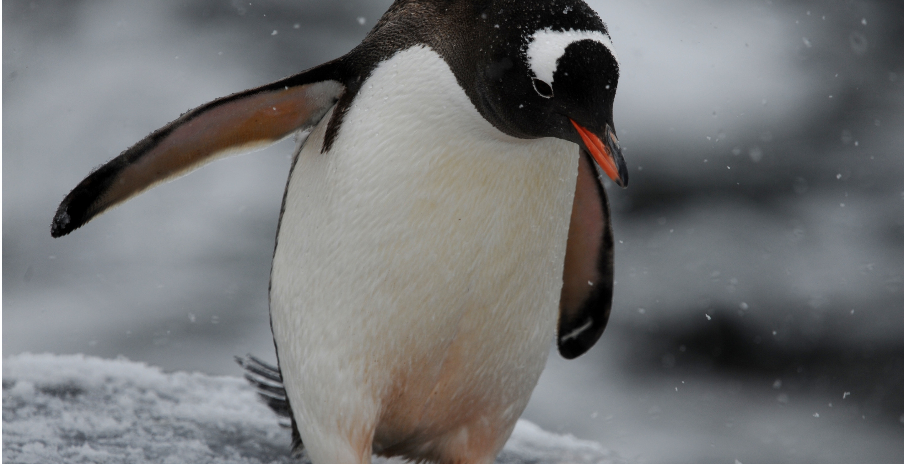 Iconic Gay Penguin Dies At 11 As Zoo Mourns