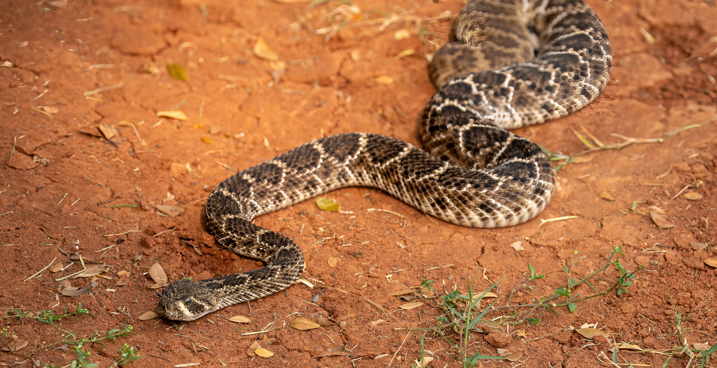 If You Smell This In Your Home, You Likely Have A Snake Hiding