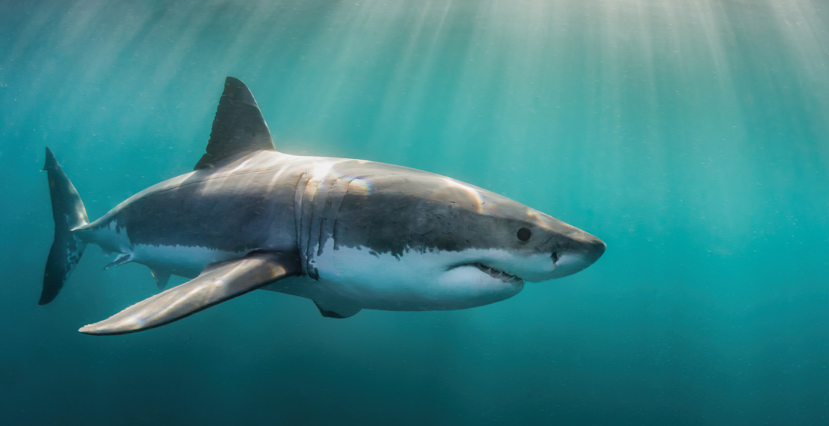 Kayaker Recalls Terrifying Close Encounter With Great White Shark