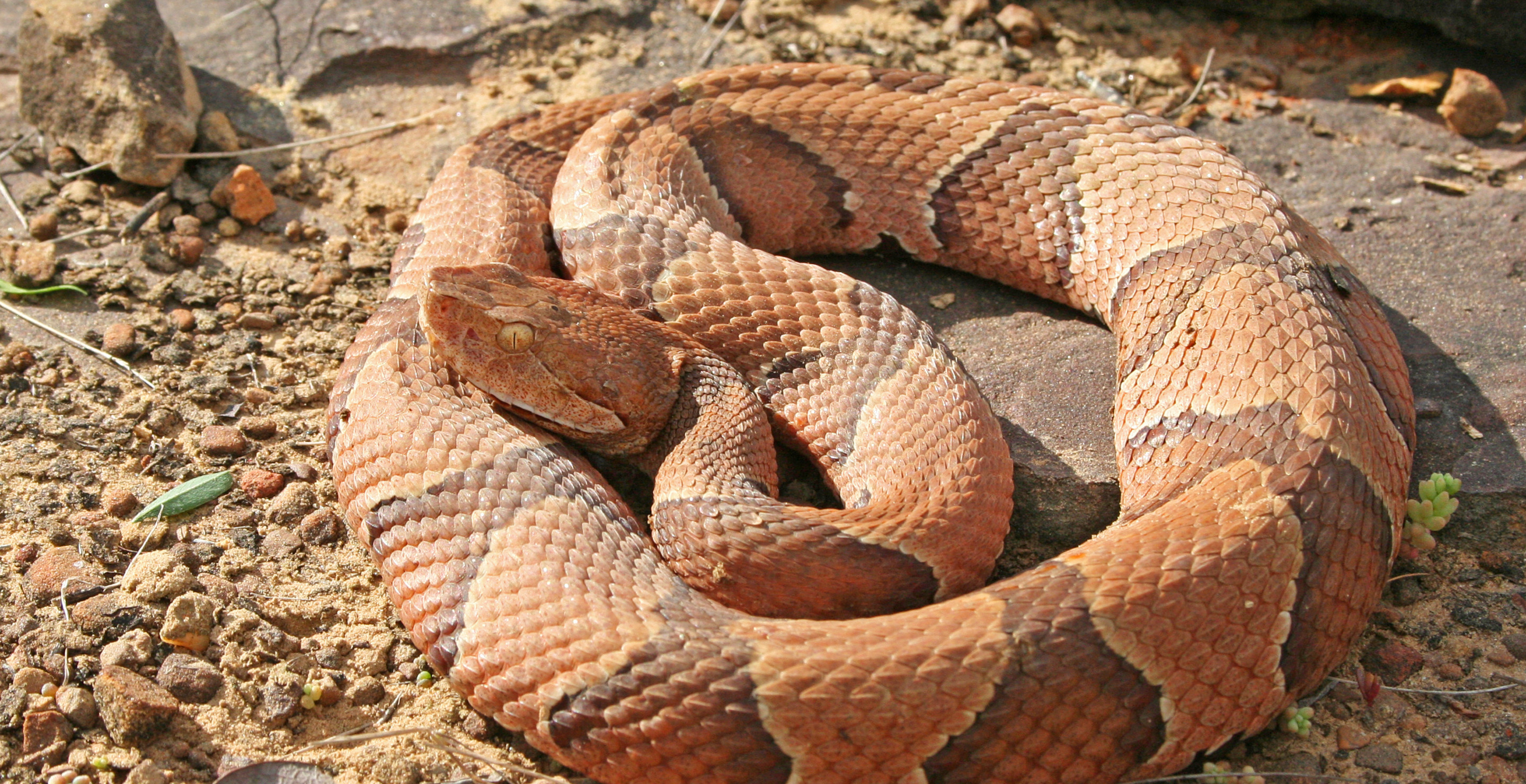 Man Details His Excruciating Brush With Death After Getting Bit By Venomous Snake