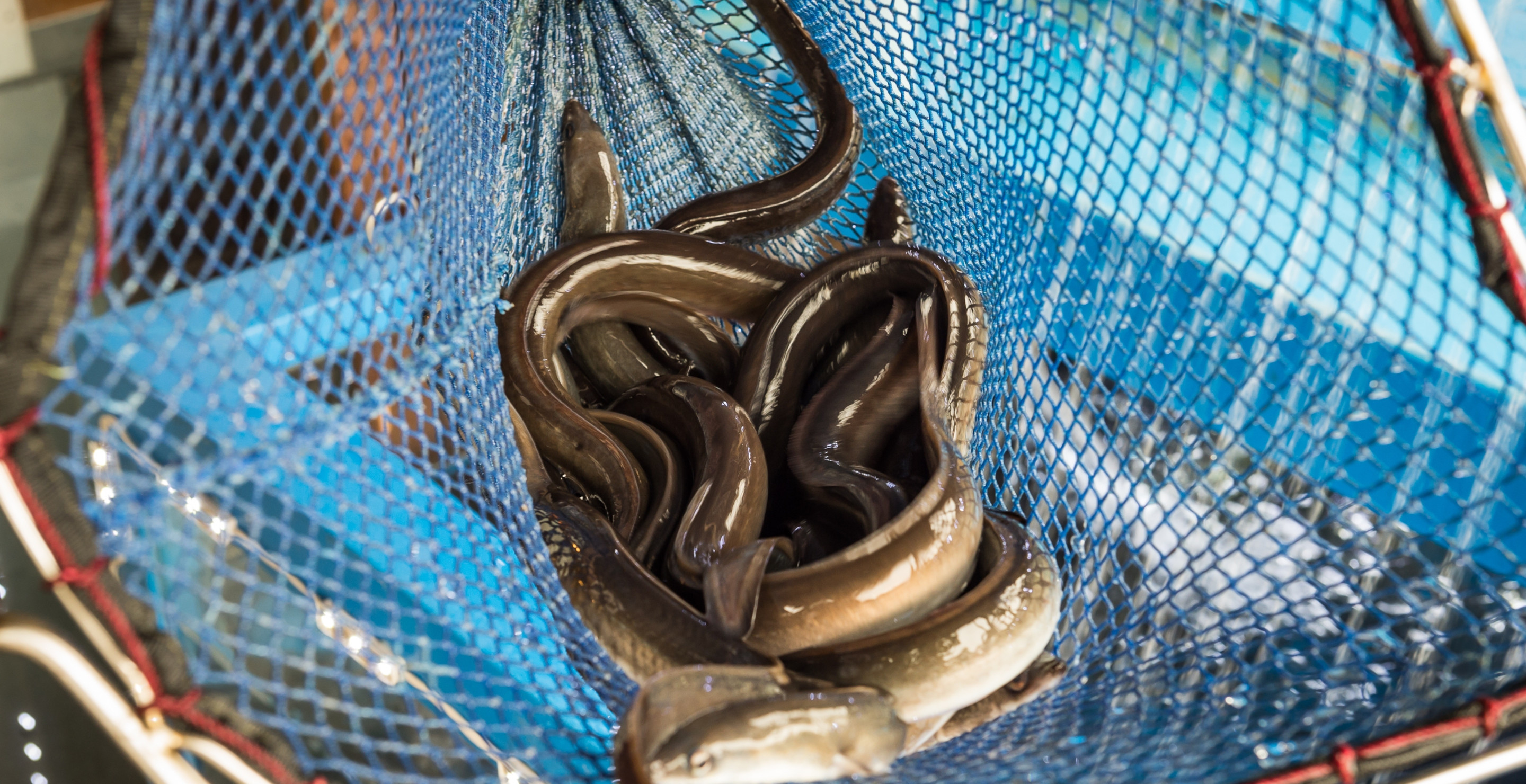 Man Hospitalized After Live Eel Chews Through Insides Due To This NSFW Act