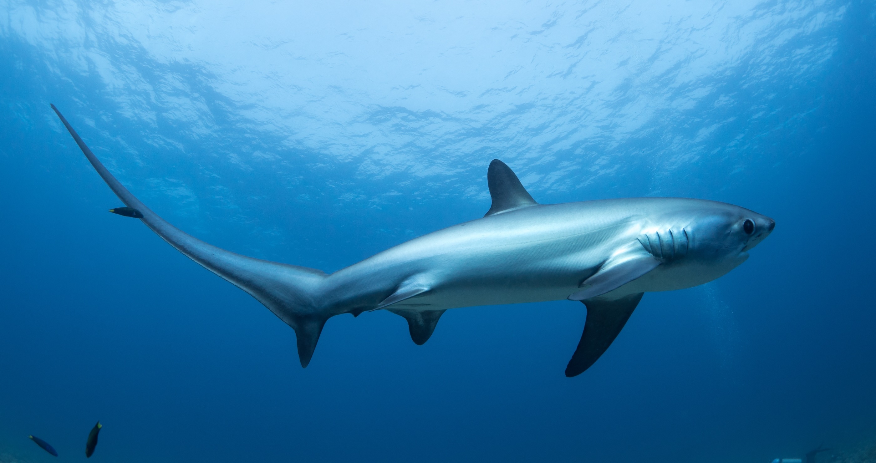 Massive Shark Thresher Shark