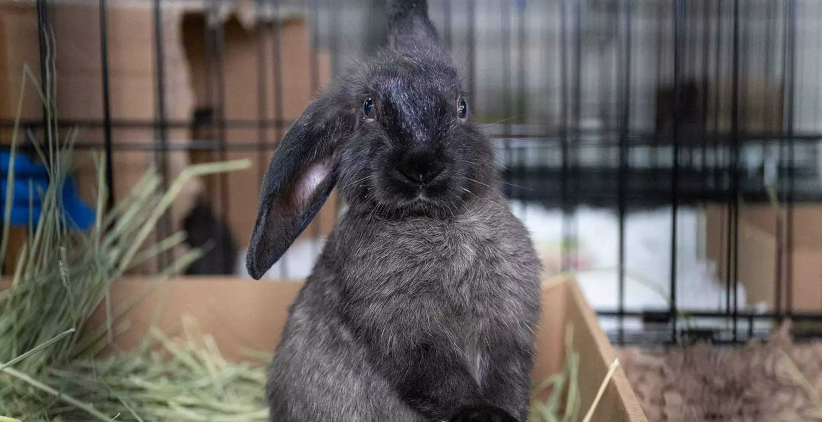 More Than 100 Rabbits Rescued From "Overwhelmed" Tennessee Home