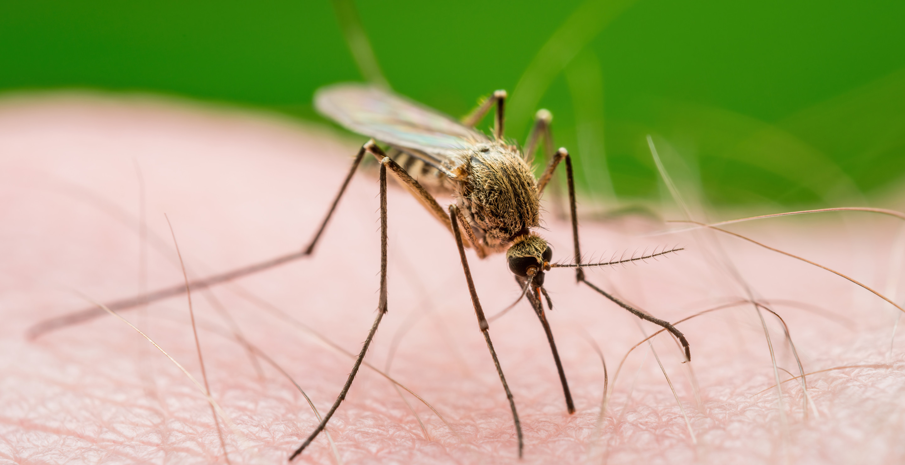 Mosquito Born Disease Puts Northeastern Towns Under Lockdown