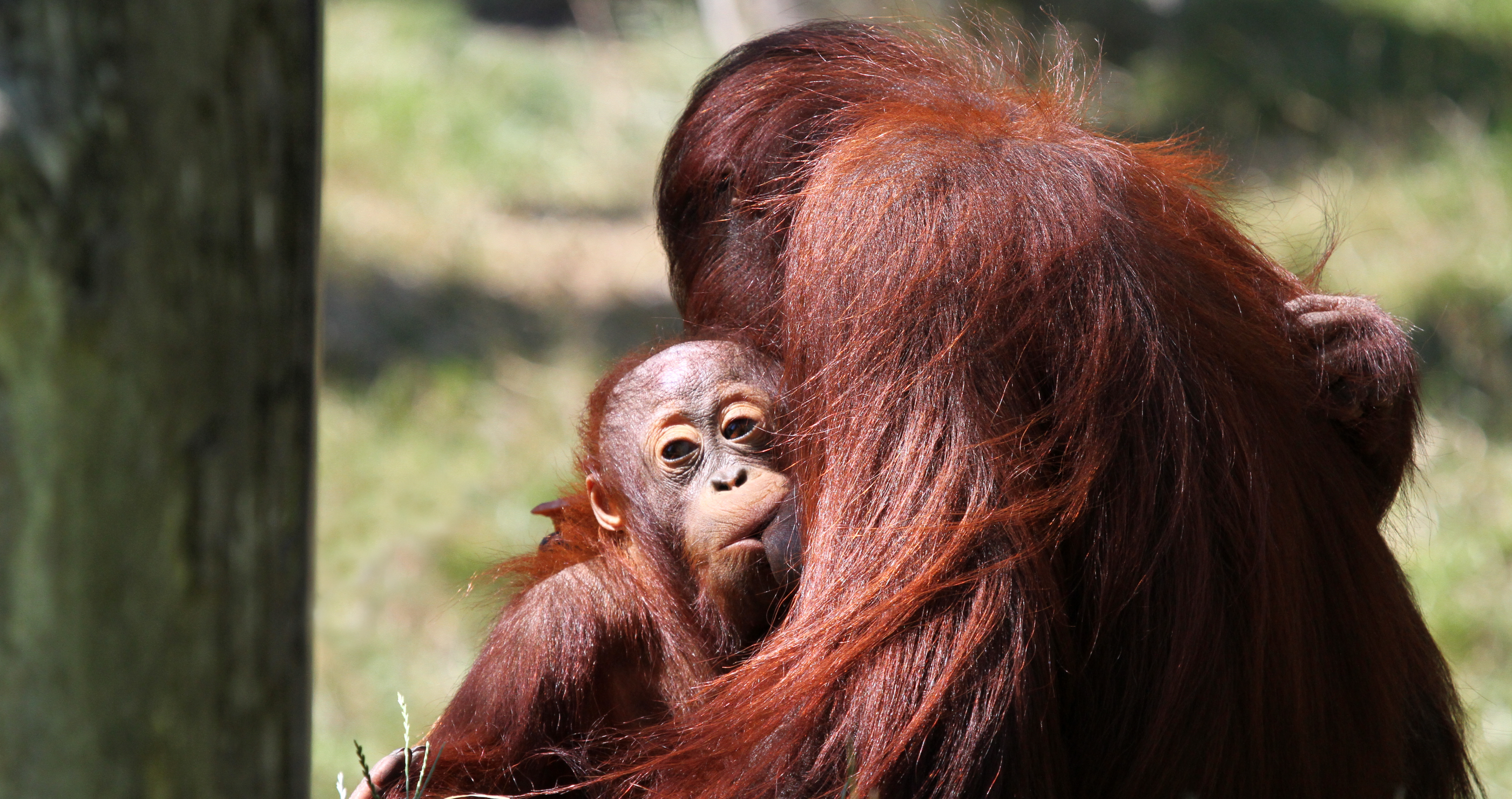 Orangutan breastfeeding