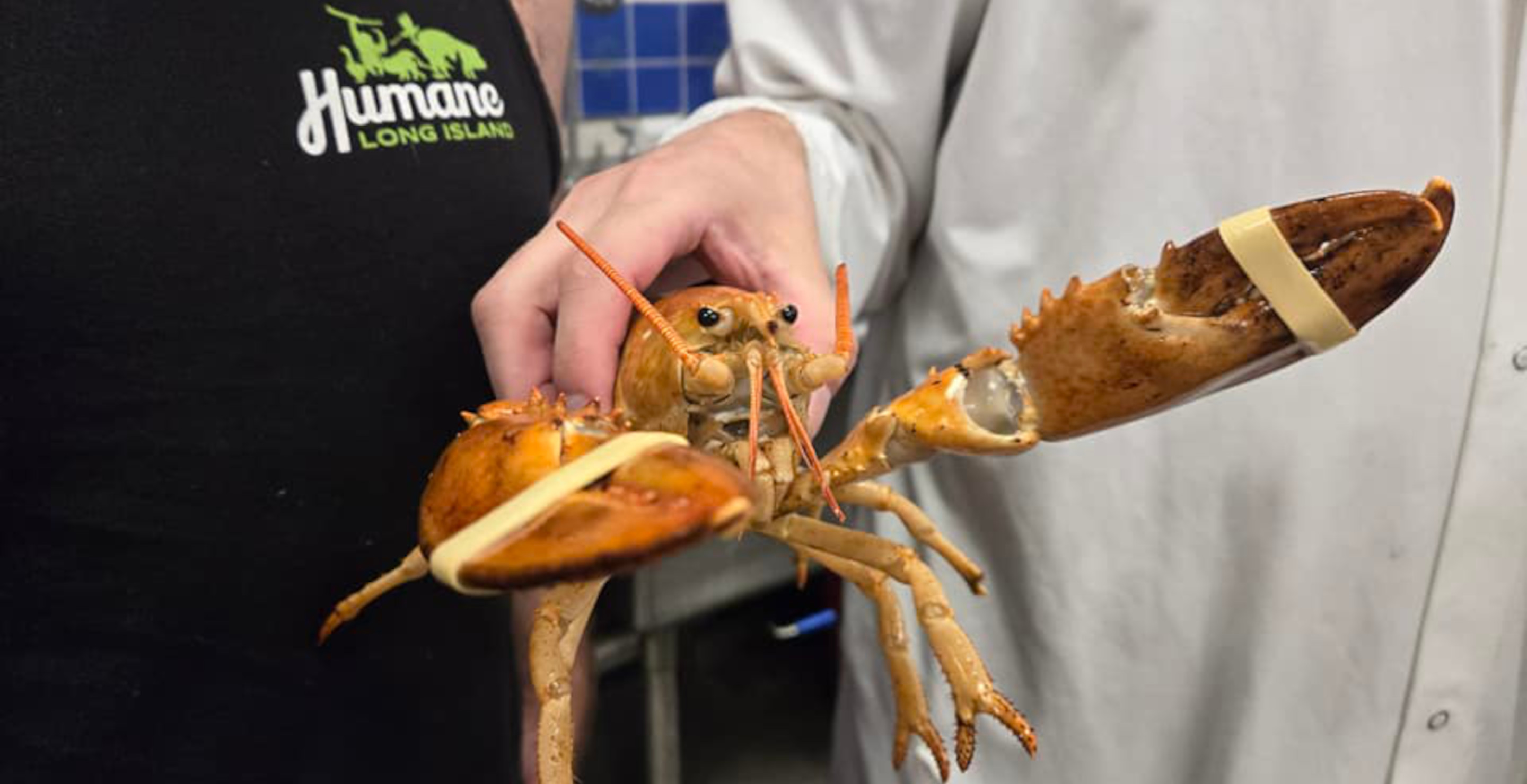 Rare Orange Lobster, Named Clementine, Returned To The Ocean