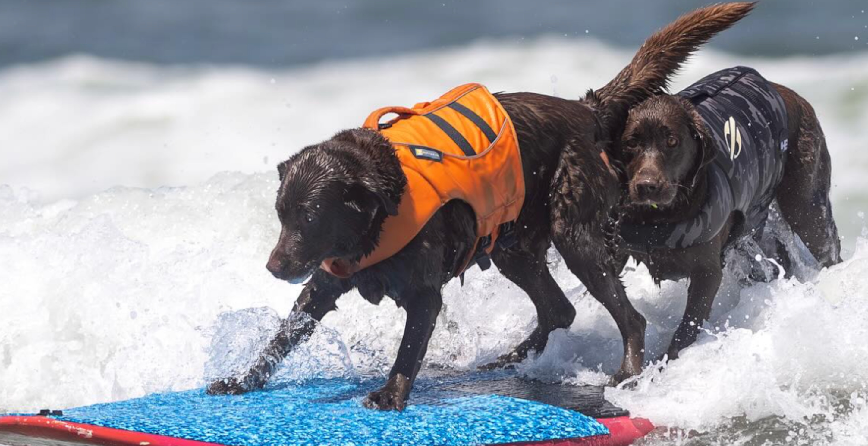 Rescue Dog Overcomes Cancer And Wins Surf Competition