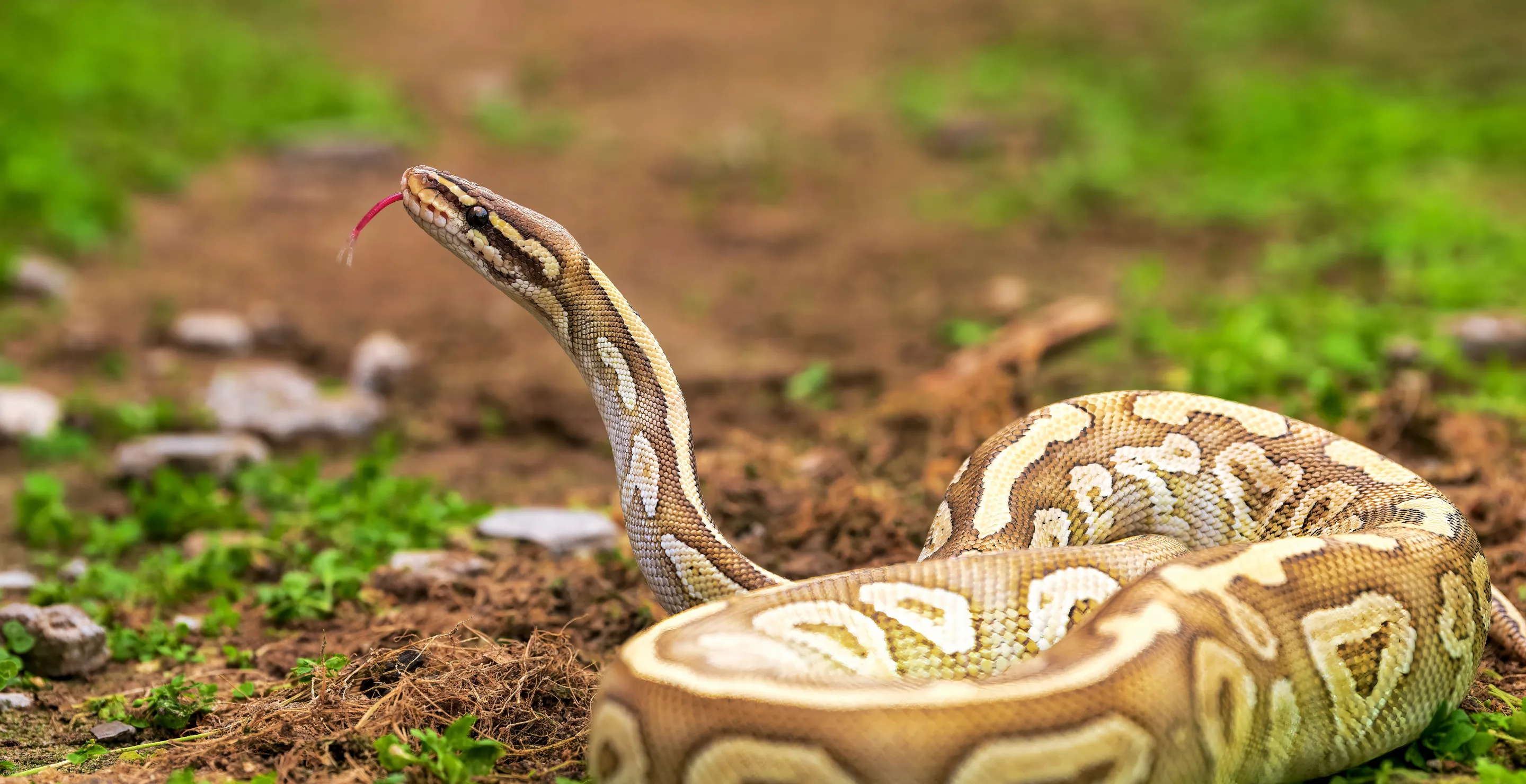 Shocked Family Finds Giant Python In Their Living Room