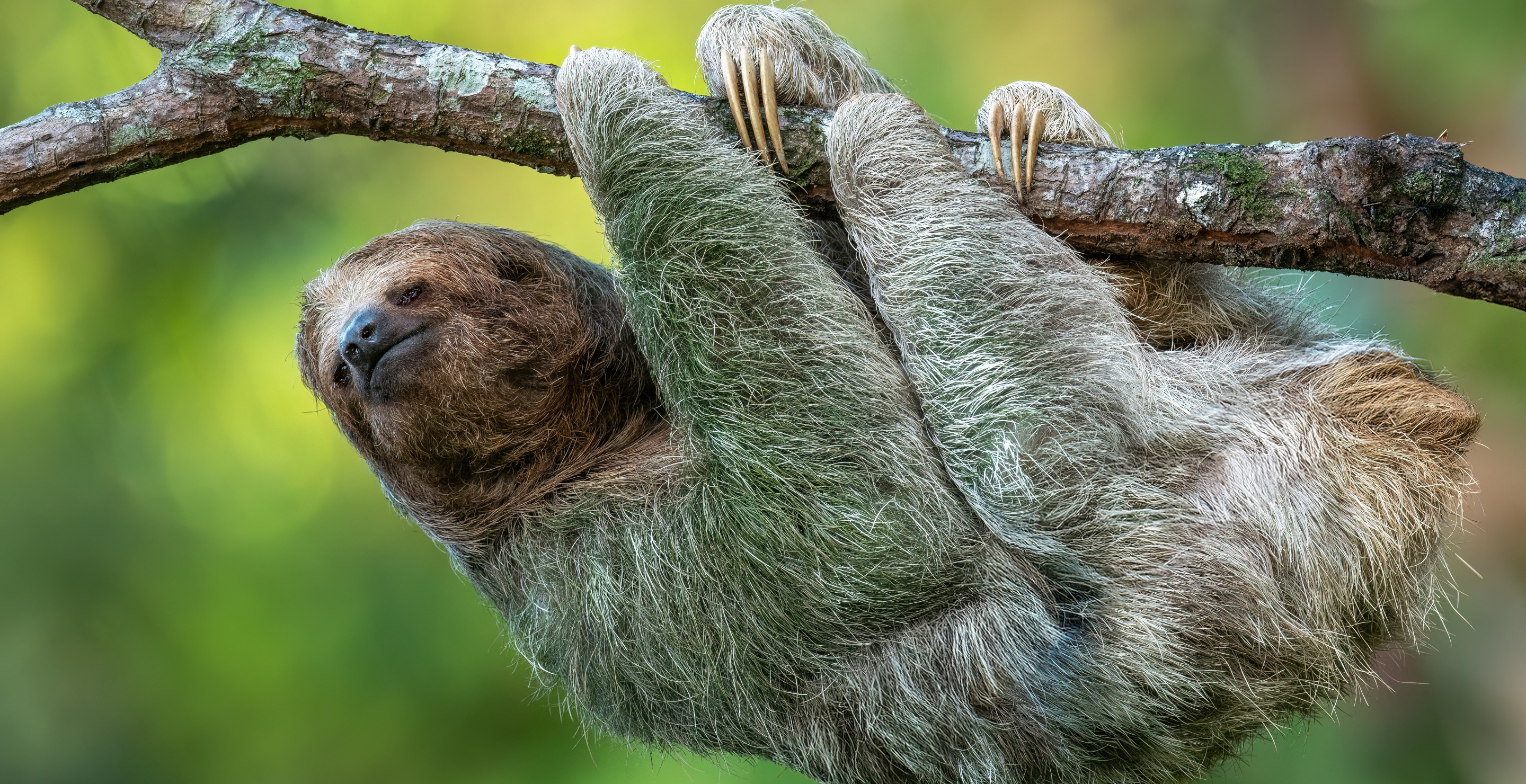 Sloth Fever Has Entered The U.S. With 21 People Infected