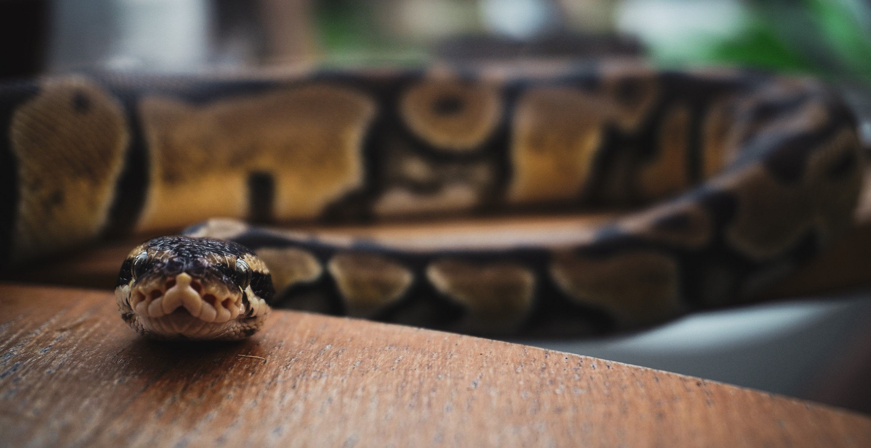 Snake Bites Man In The Privates While He Was Sitting On The Toliet In Wince-Inducing Attack